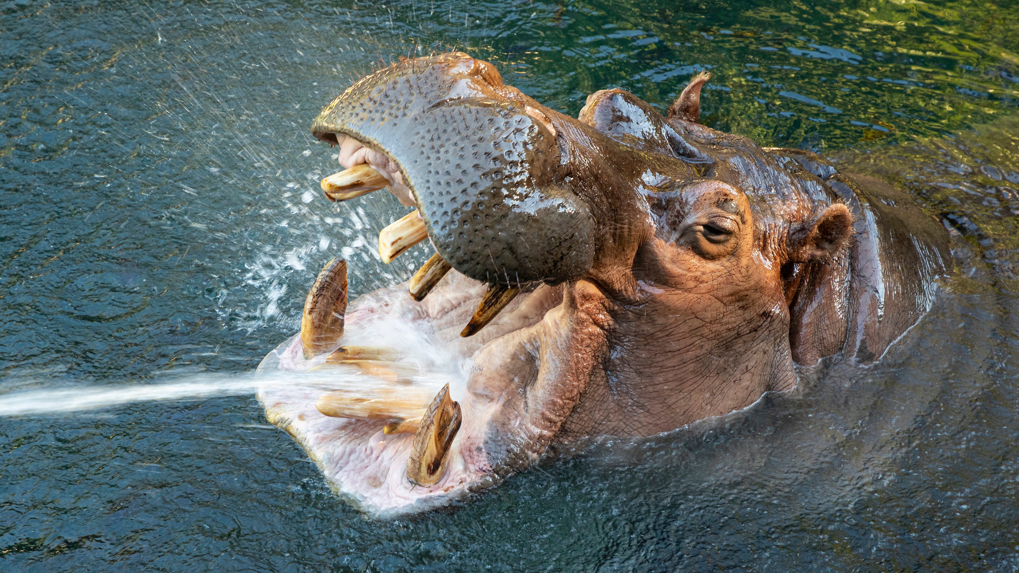 San Diego Zoo 'smiling hippo' named Otis is dead at age 45