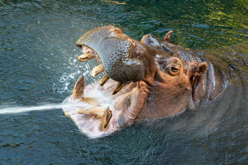 San Diego Zoo Hippo Dies