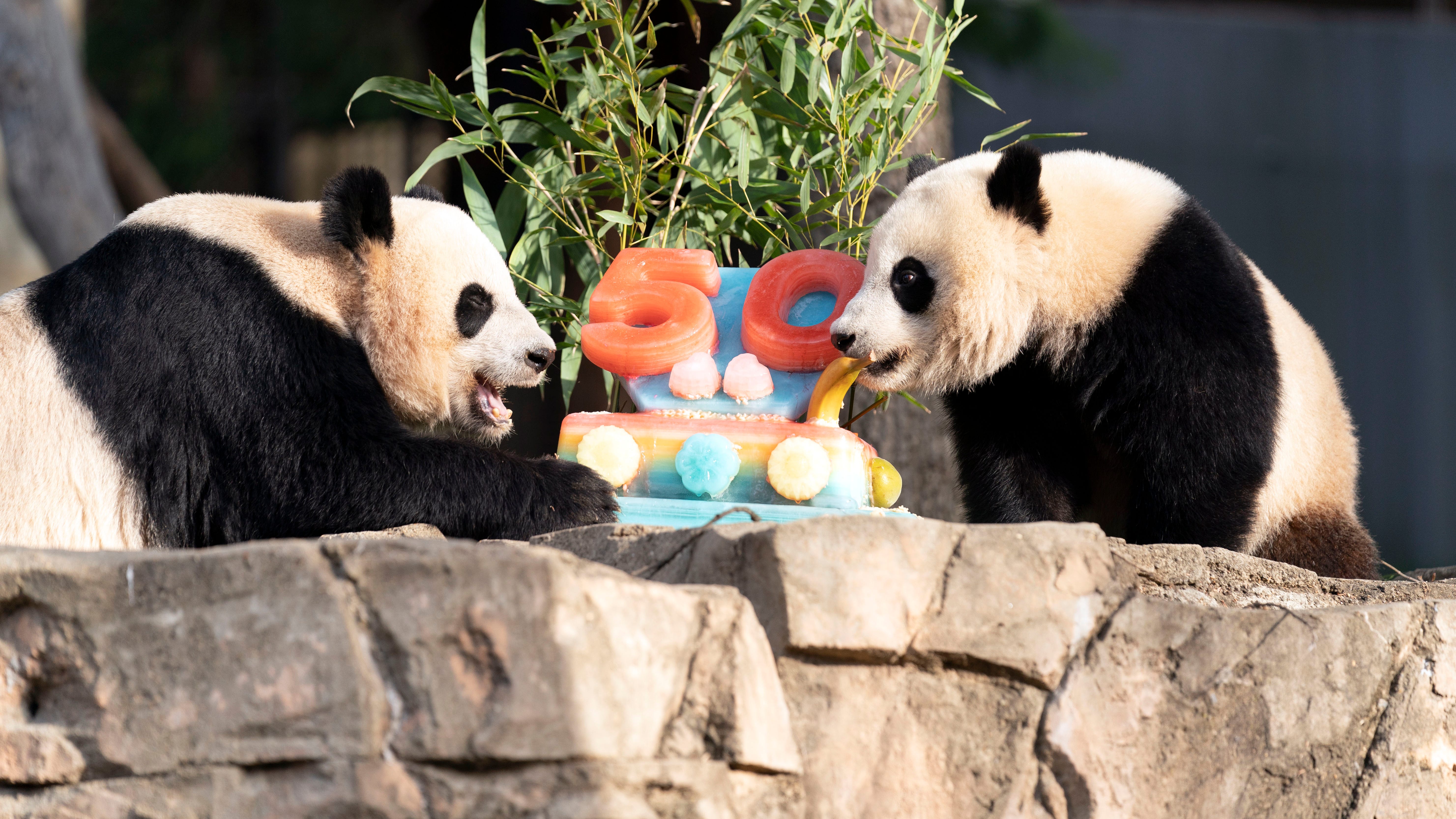 Pandas devour ice cake to celebrate 50 years at National Zoo