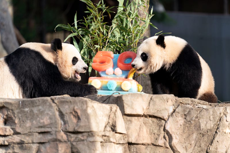 Giant Pandas