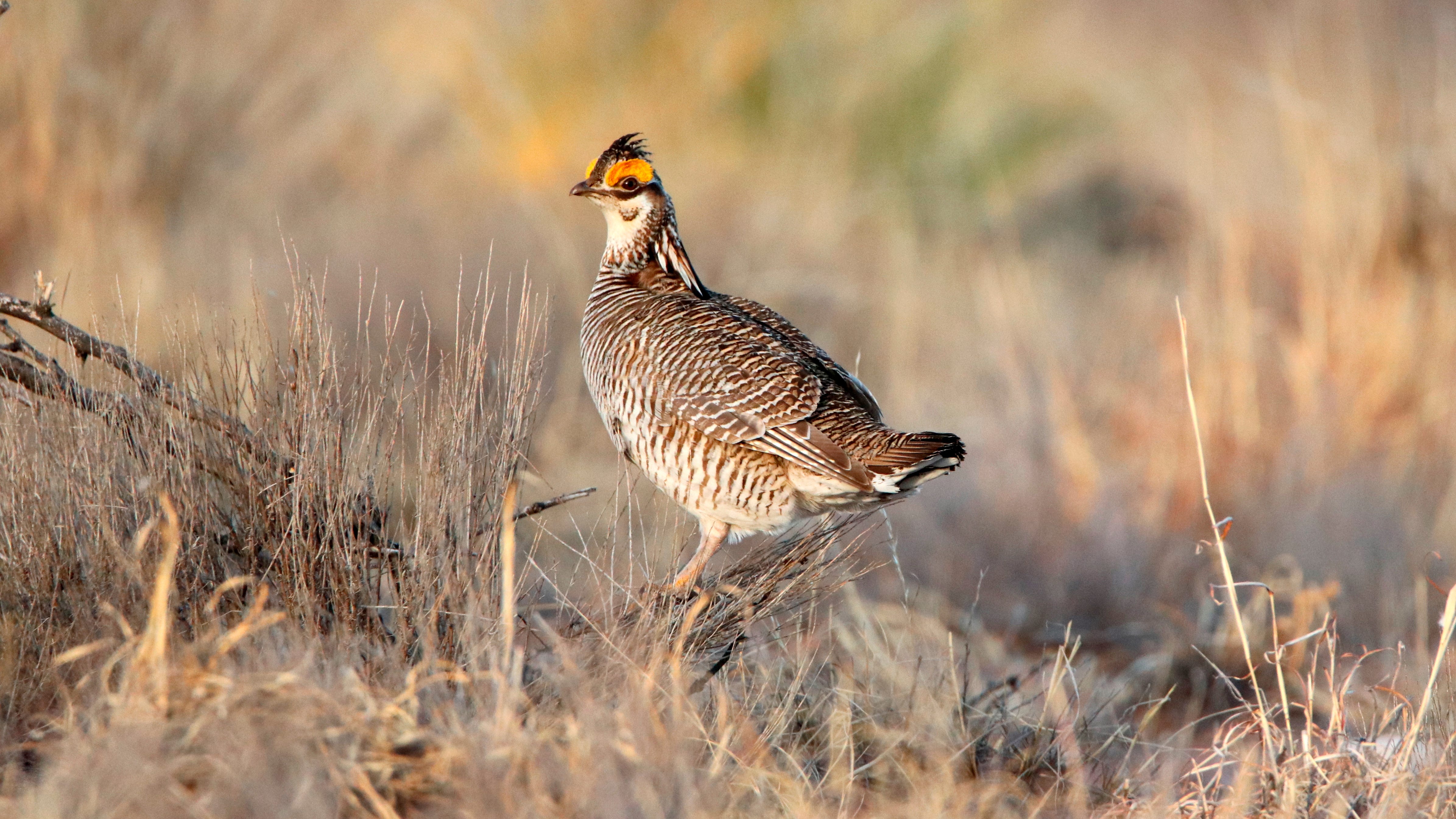 US gives protections to rare Midwest bird as prairie suffers