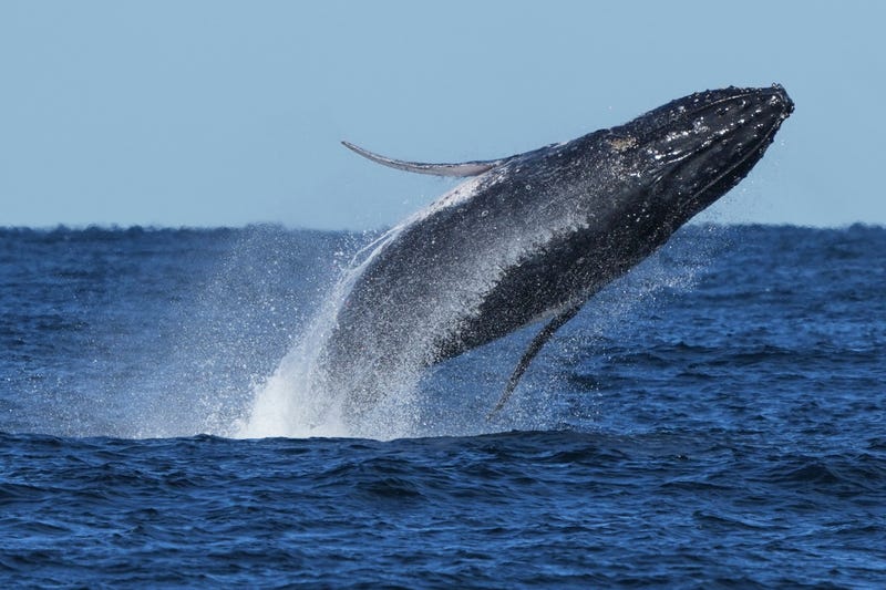 Australia Humpback Highway