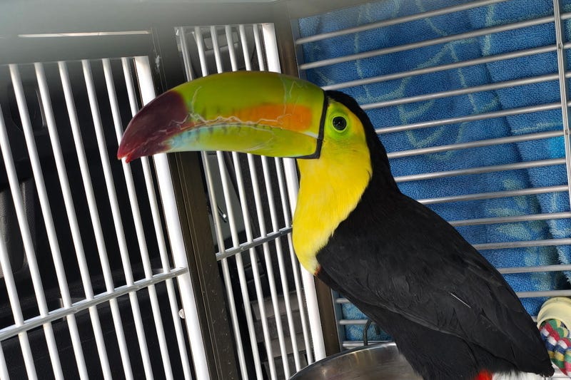 Nevada Toucan Rescued