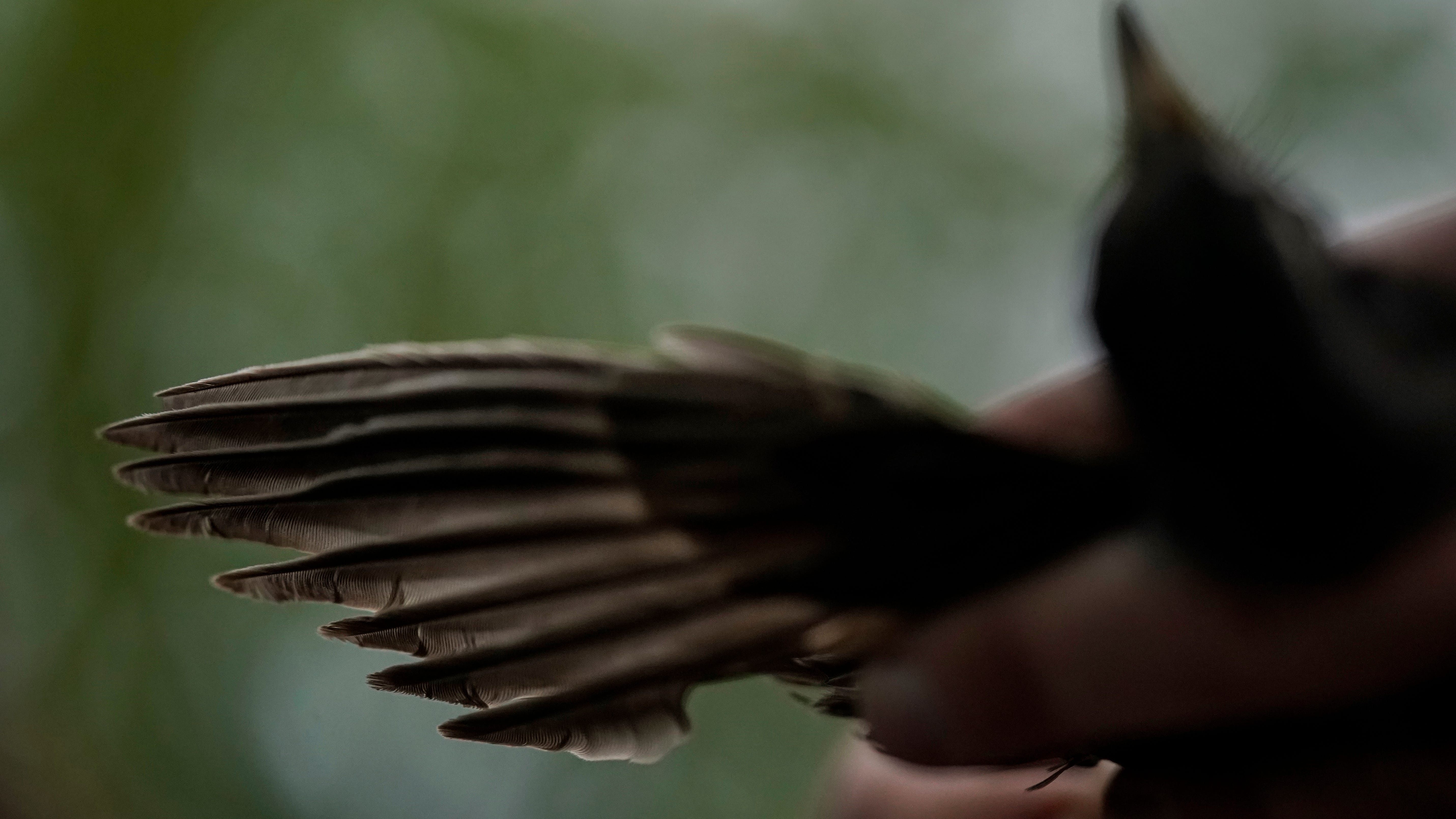 For love of birds: Backyard sleuths boost scientists' work