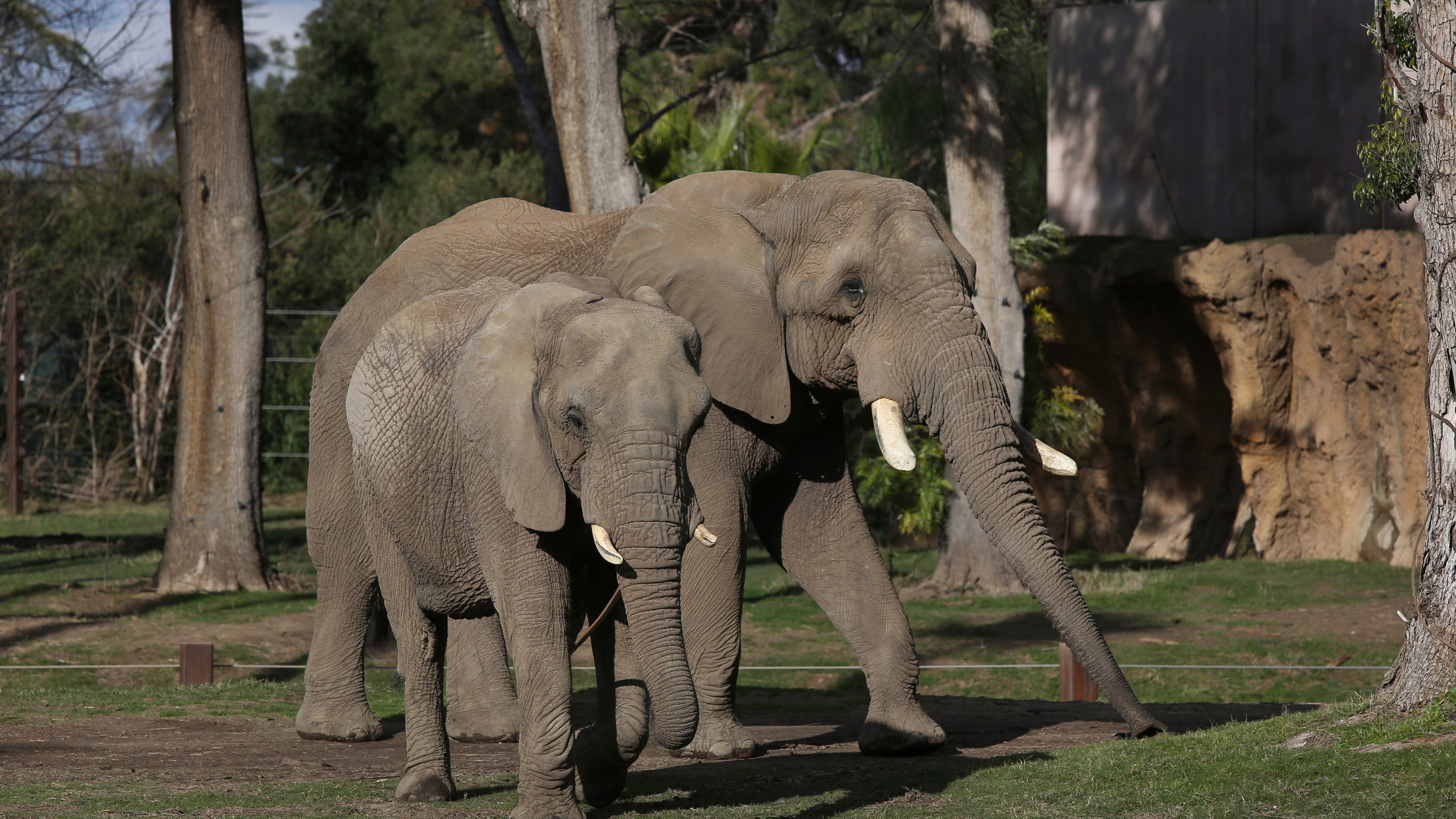 Elephants in US zoos? Without breeding, future is uncertain