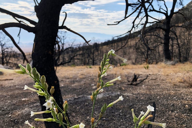California Wildfire After the Burn
