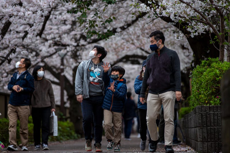 Japan Cherry Blossoms Photo Gallery