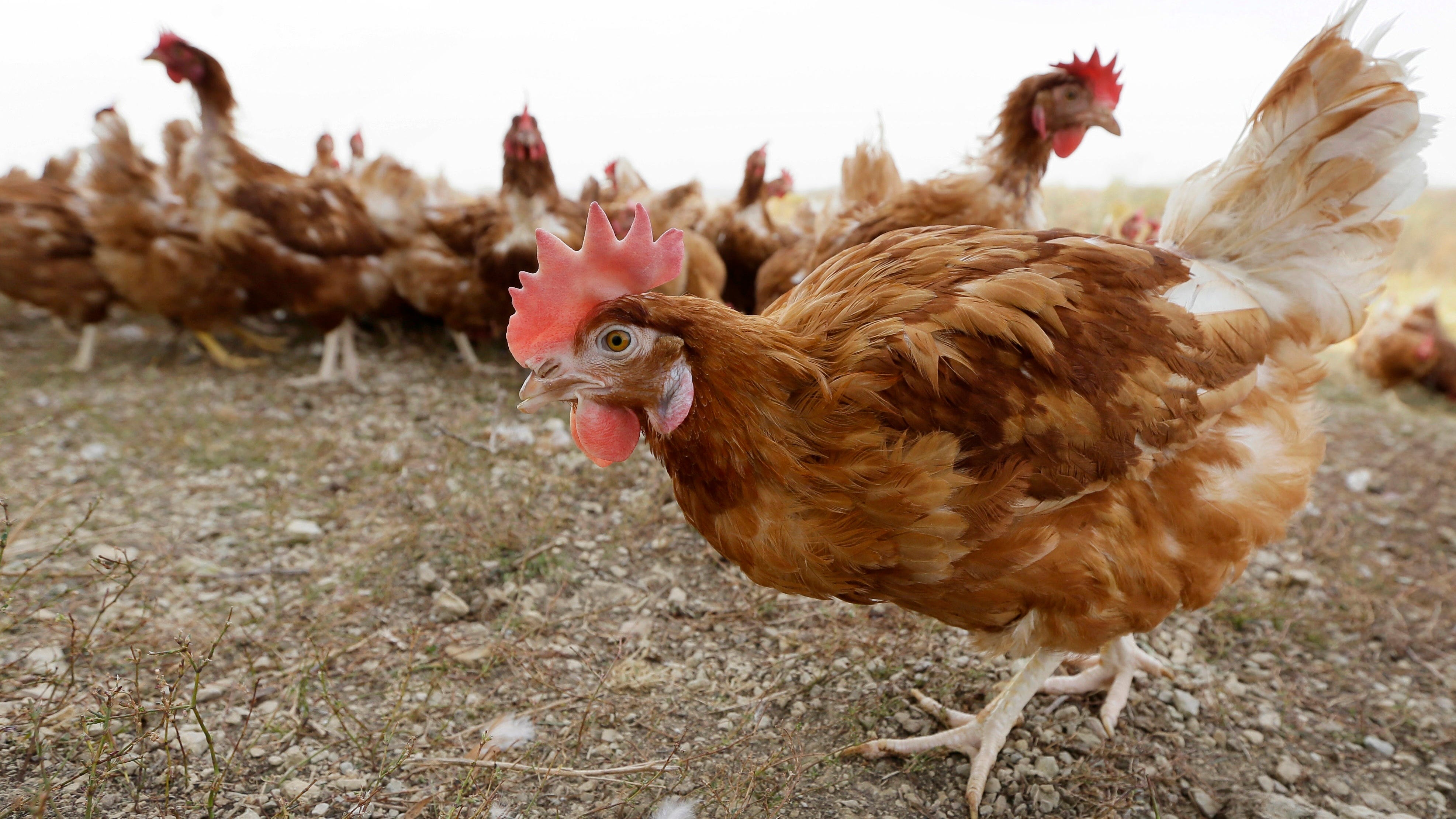 Bird flu prompts slaughter of 1.8M chickens in Nebraska