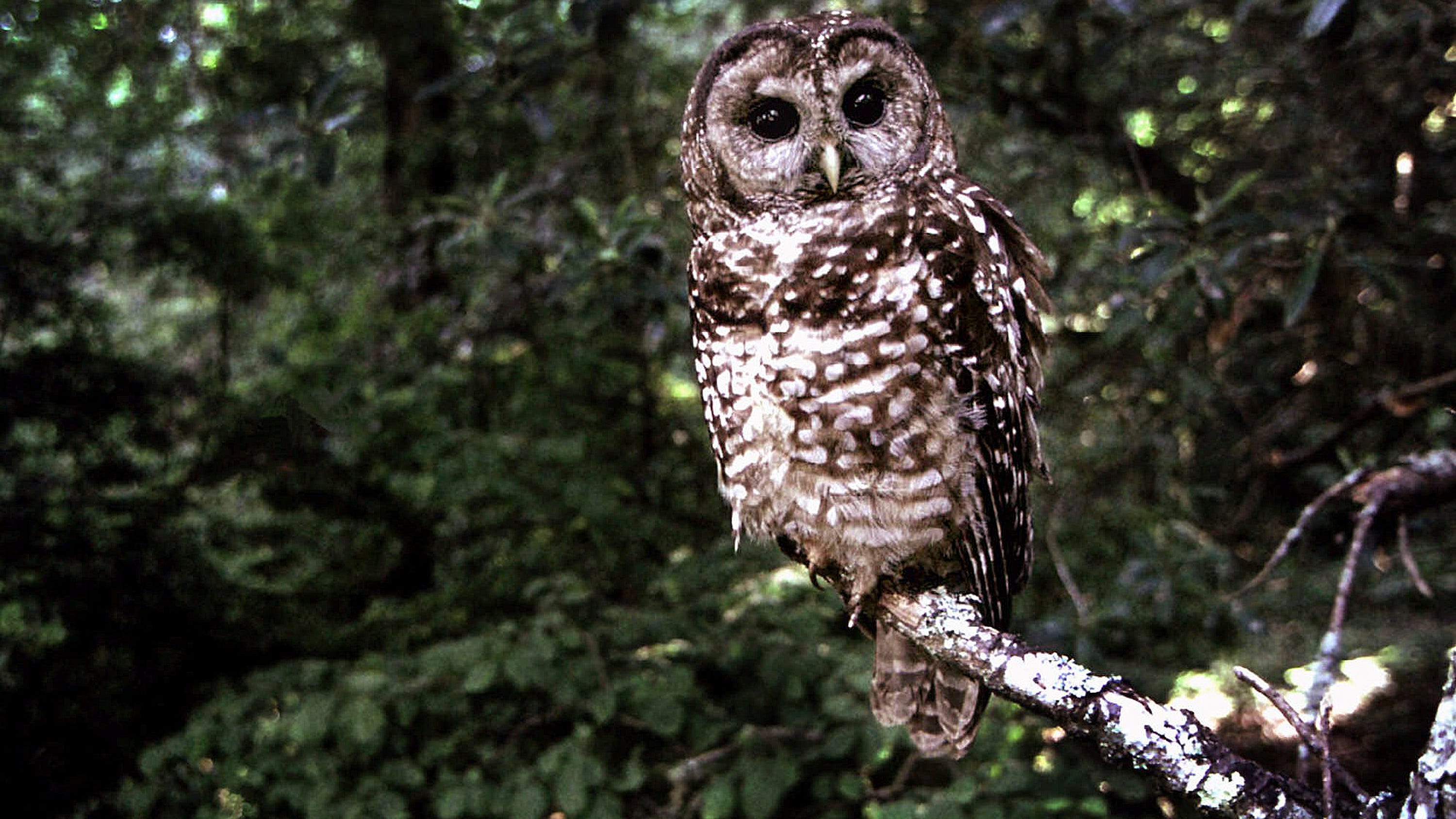 Federal agency proposes California spotted owl protection
