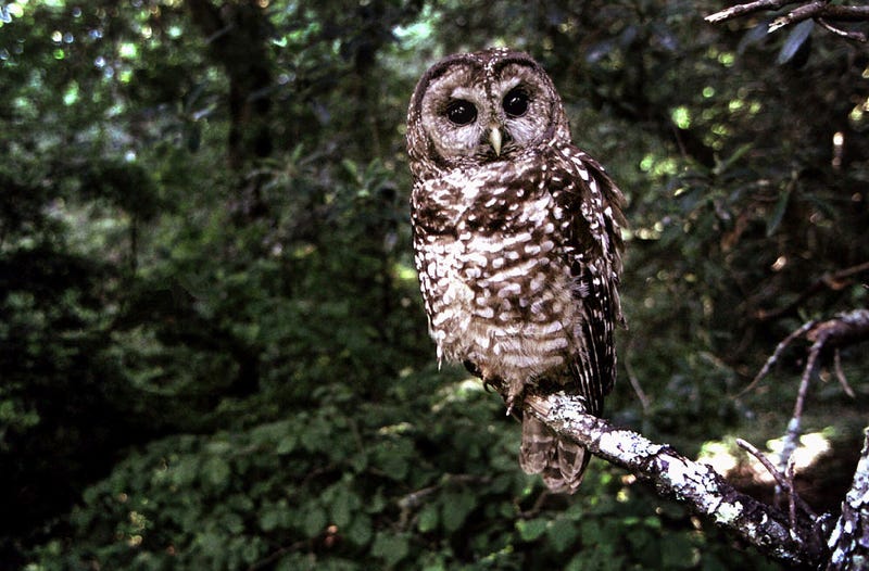 California Spotted Owl Protection