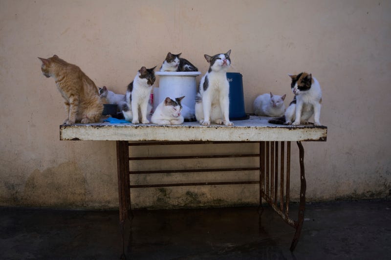 APTOPIX Cuba Cats and Dogs
