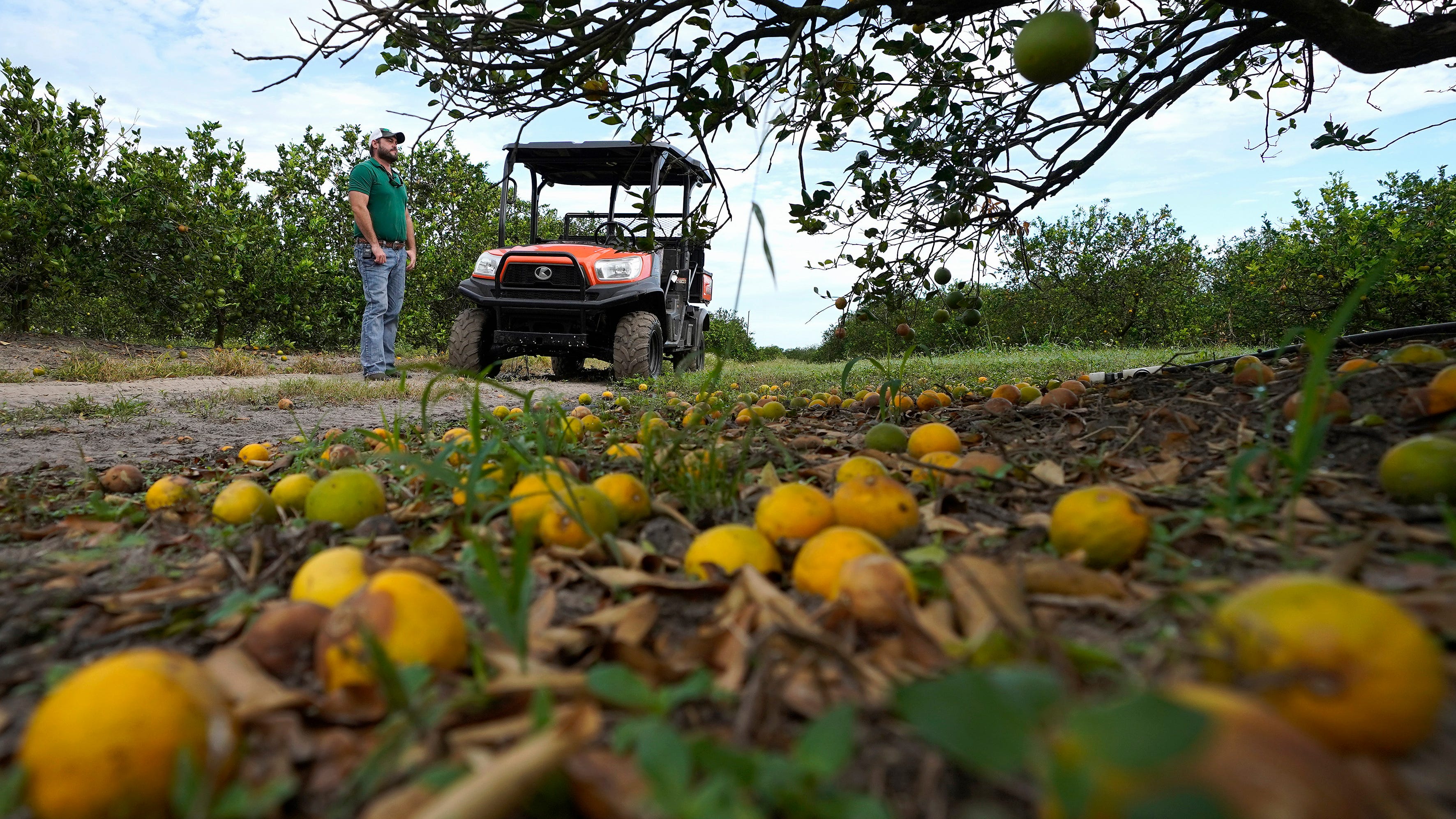 Ian's damage to Florida agriculture as high as $1.8 billion