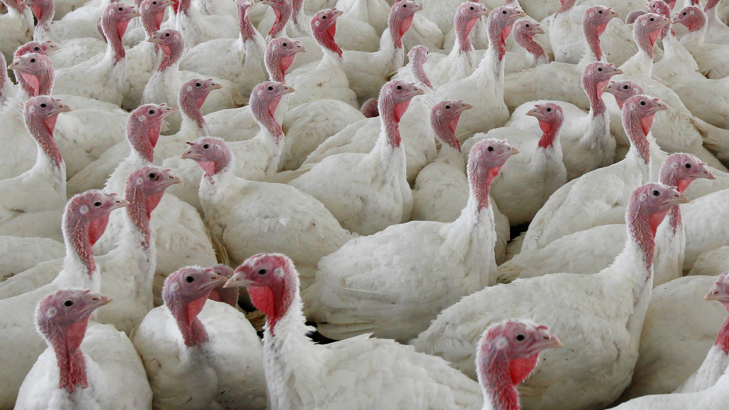 Fighting food poisoning: Sweeping poultry changes proposed