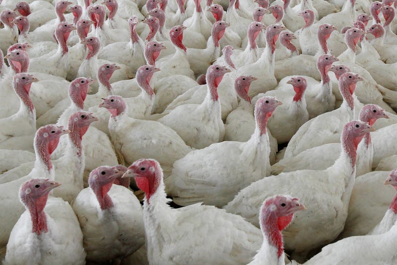 Chicken Salmonella Regulation