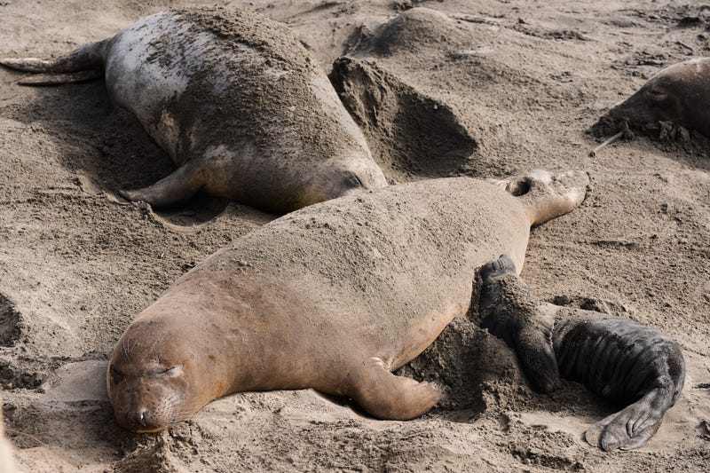 Bird Flu Elephant Seals California