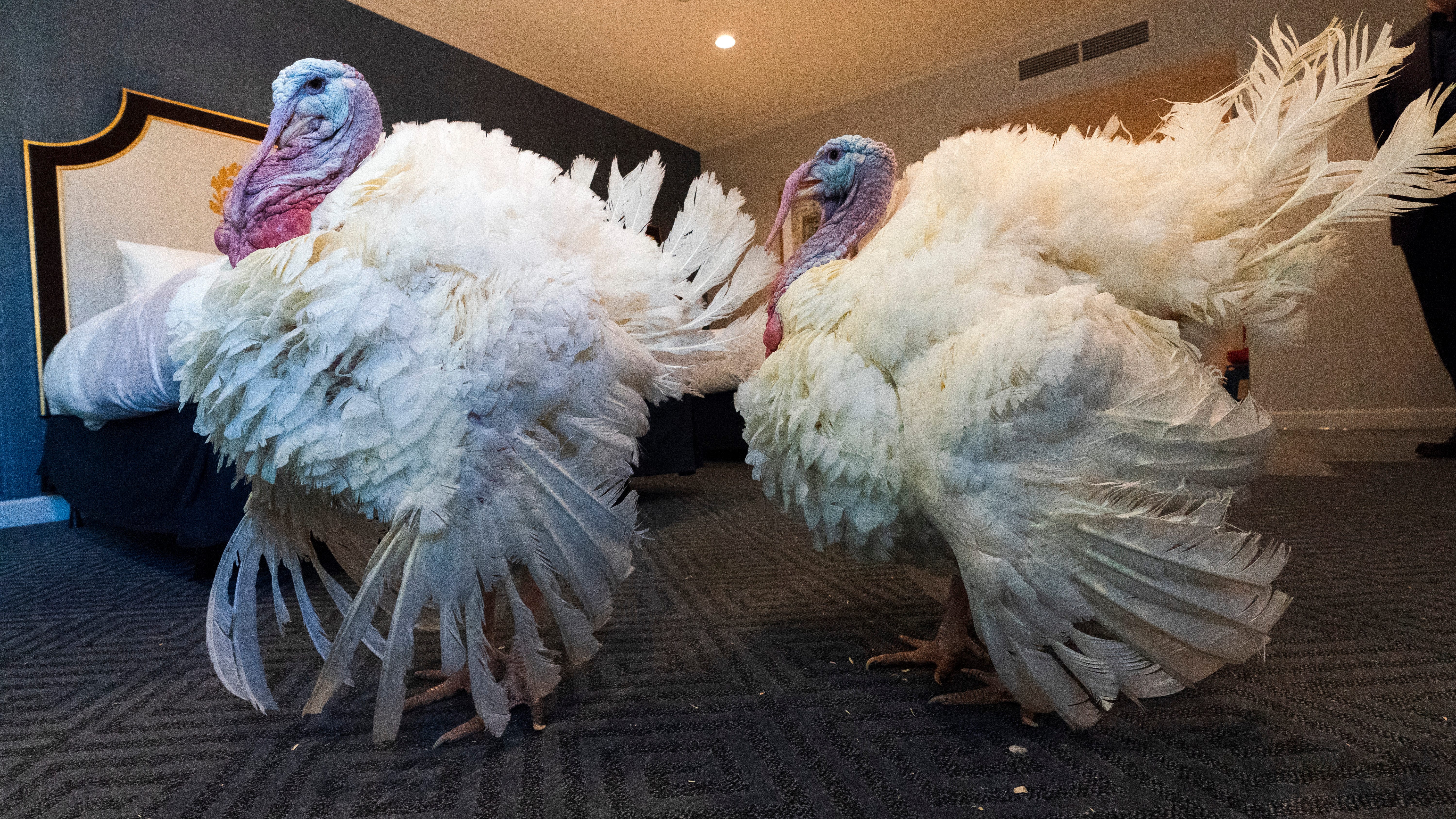 Turkey pardons on the menu at White House ceremony