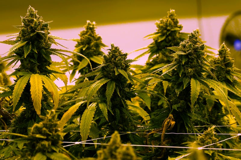 Virginia Legislature Marijuana