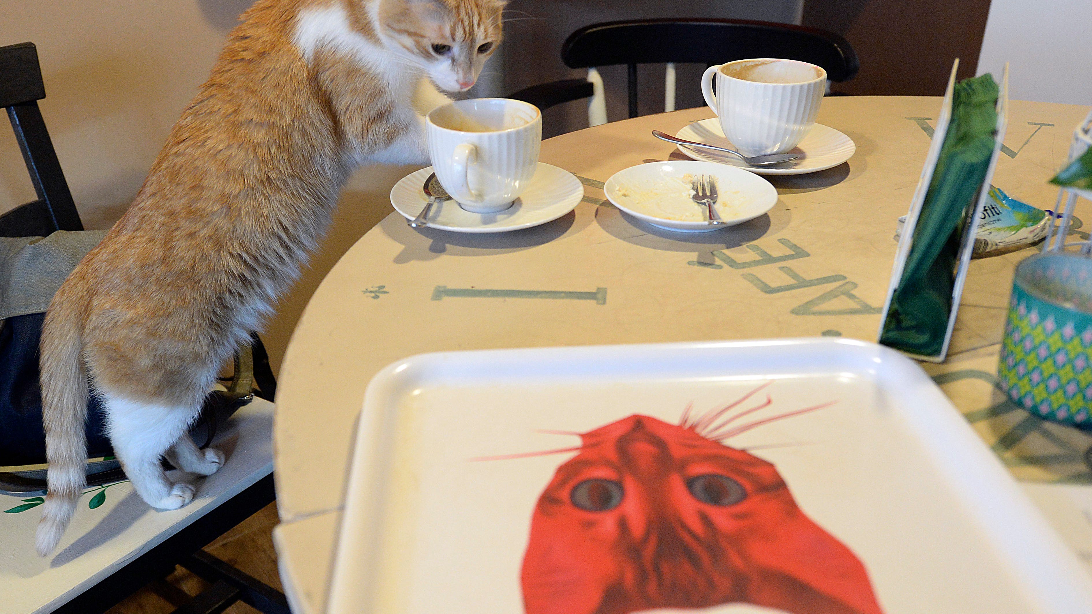 Polish institute classifies cats as alien invasive species