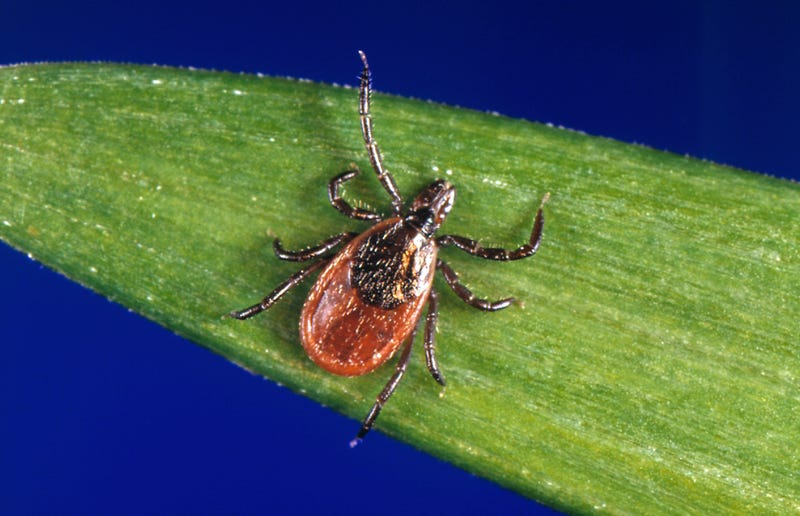 Be Well-Lyme Disease