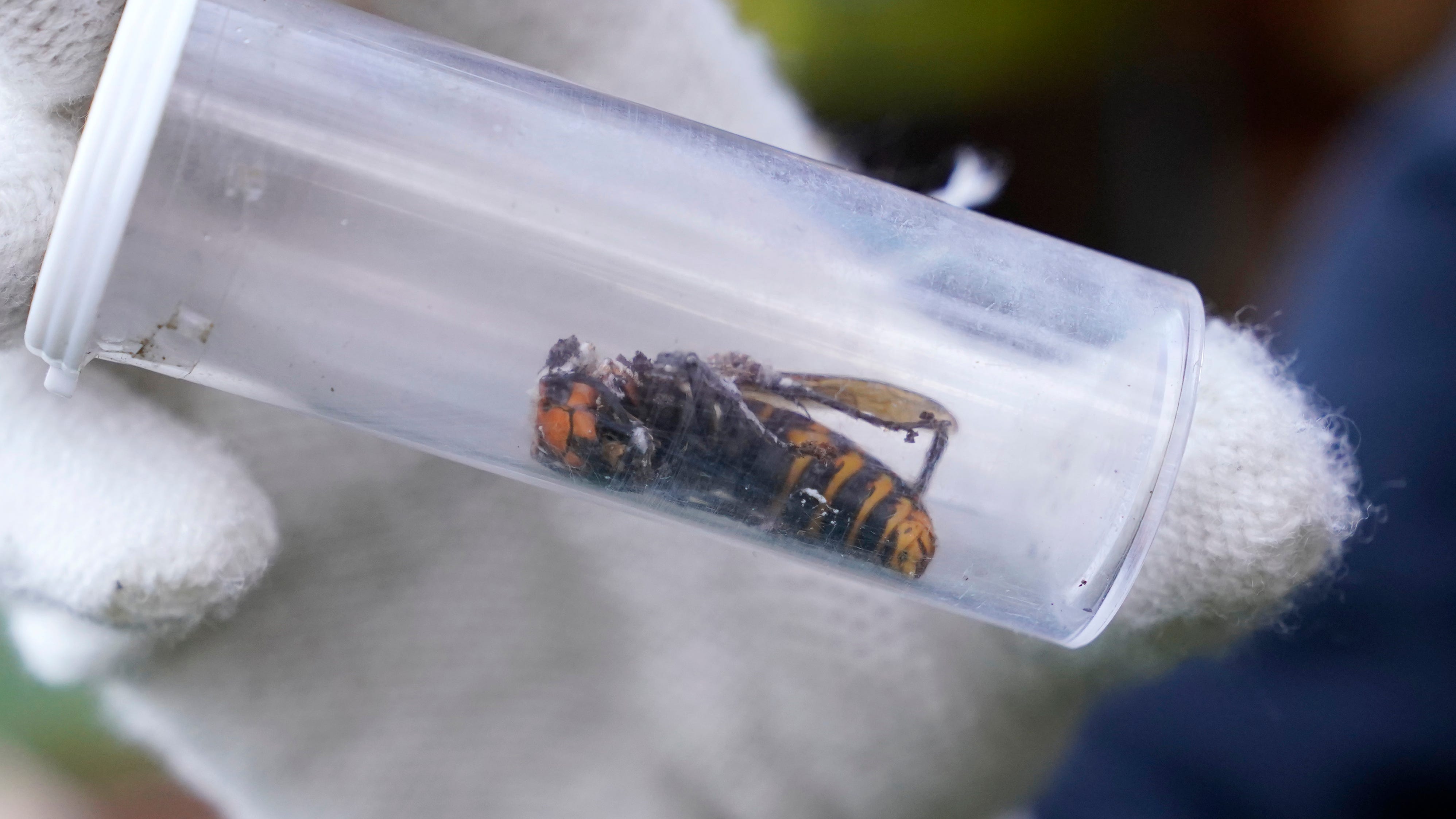 Dead 'murder hornet' near Seattle is 1st found in US in 2021