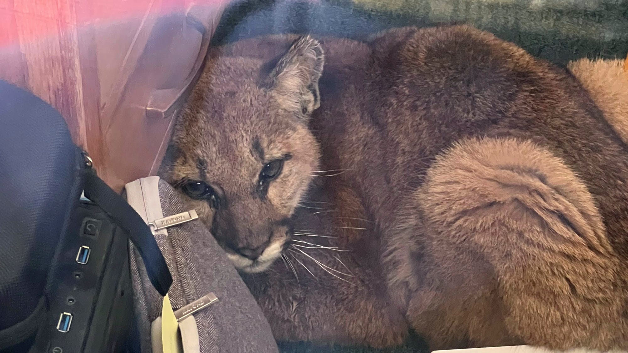 Janitor corrals curious cougar in empty California classroom