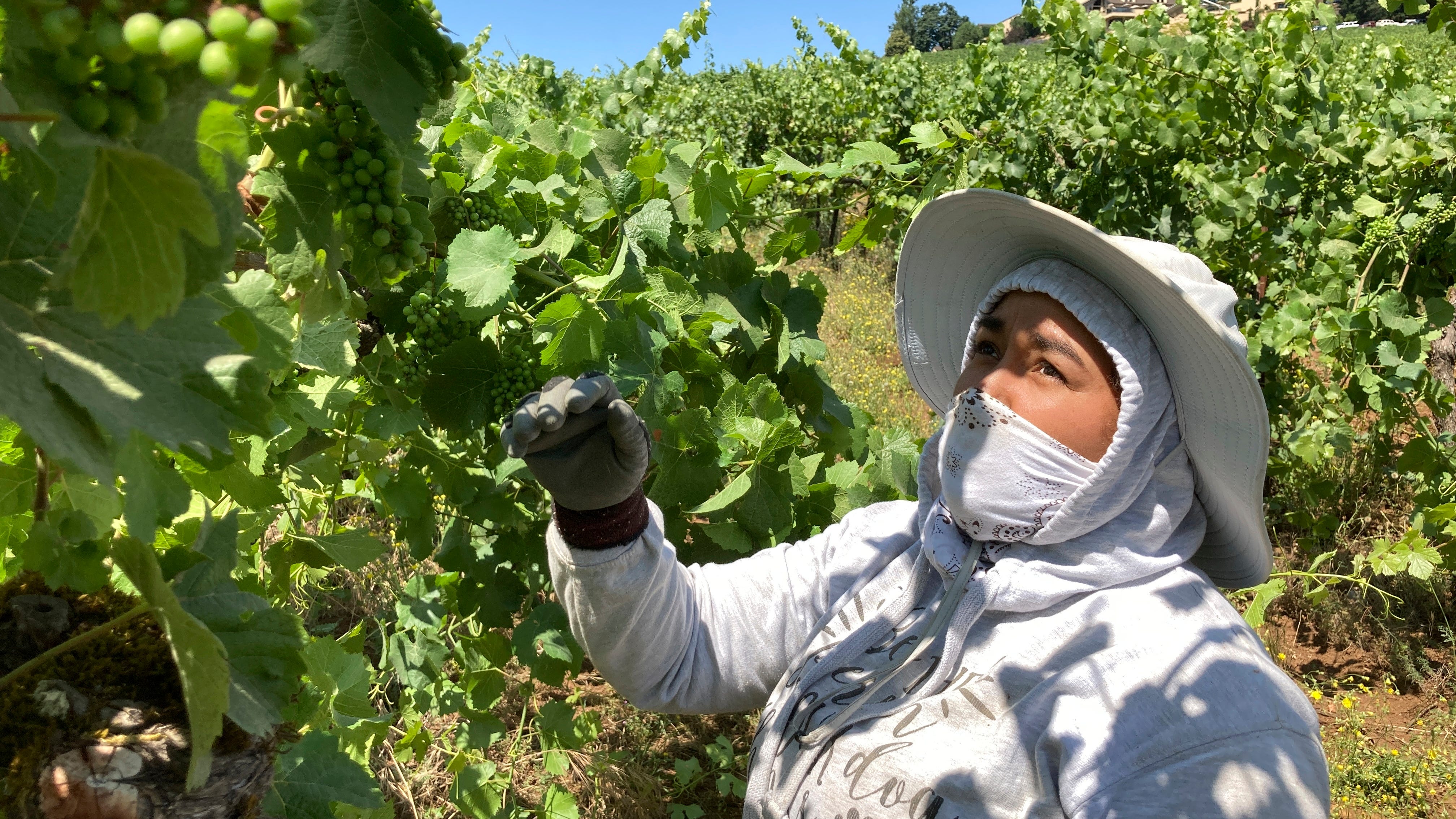 Smoke, extreme heat pose harsh test for West Coast vineyards