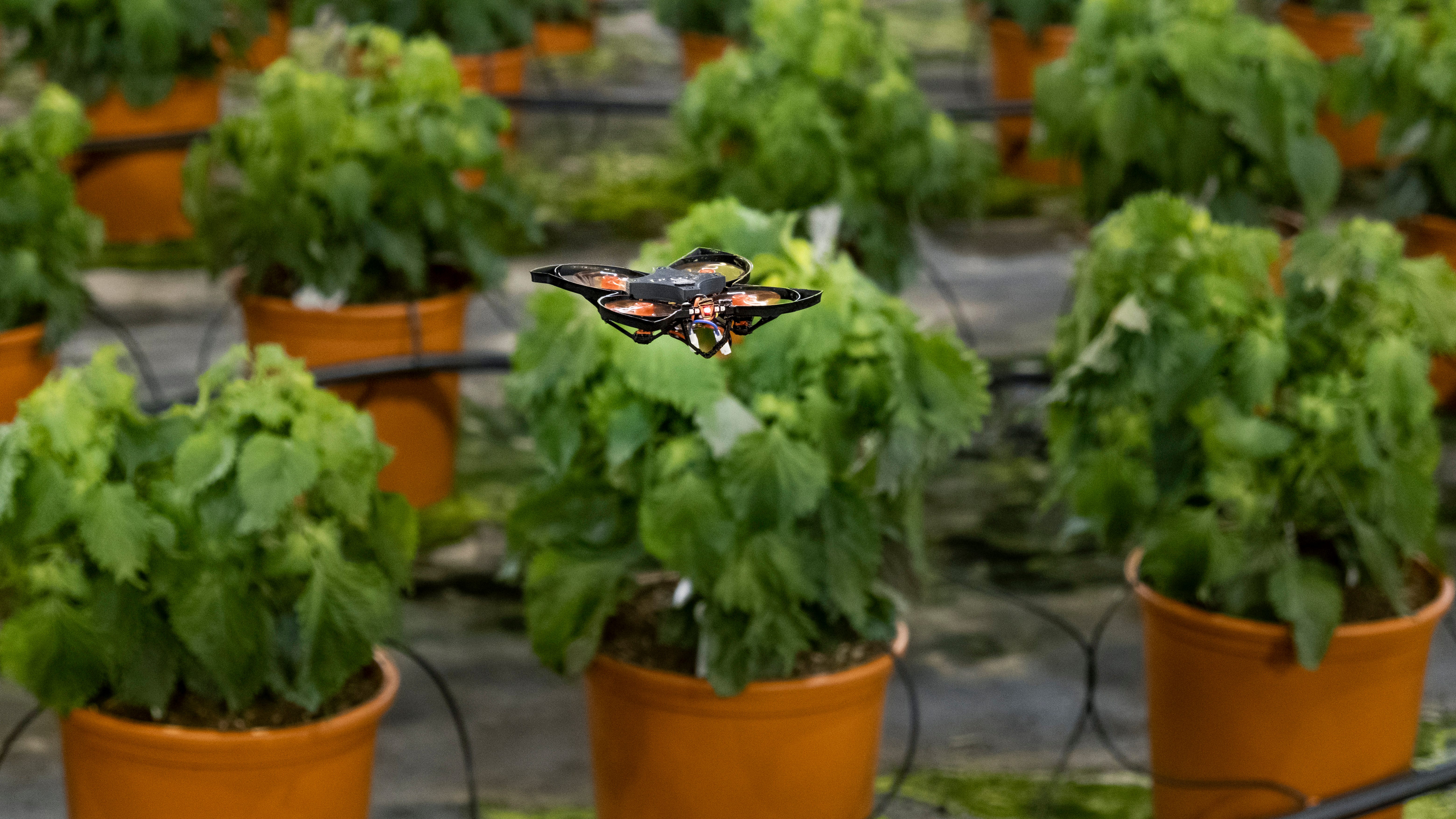 Drones vs hungry moths: Dutch use hi-tech to protect crops 