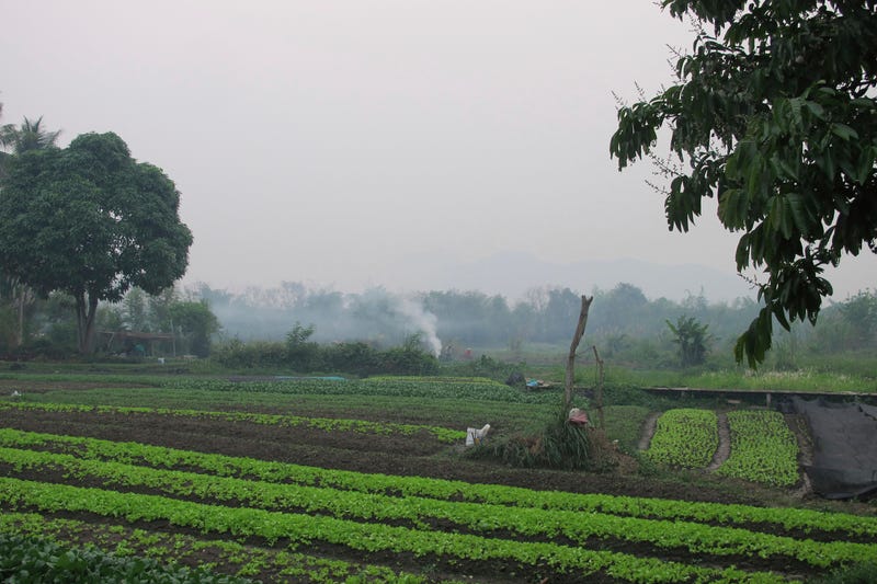 Laos Wasp Sting Deaths