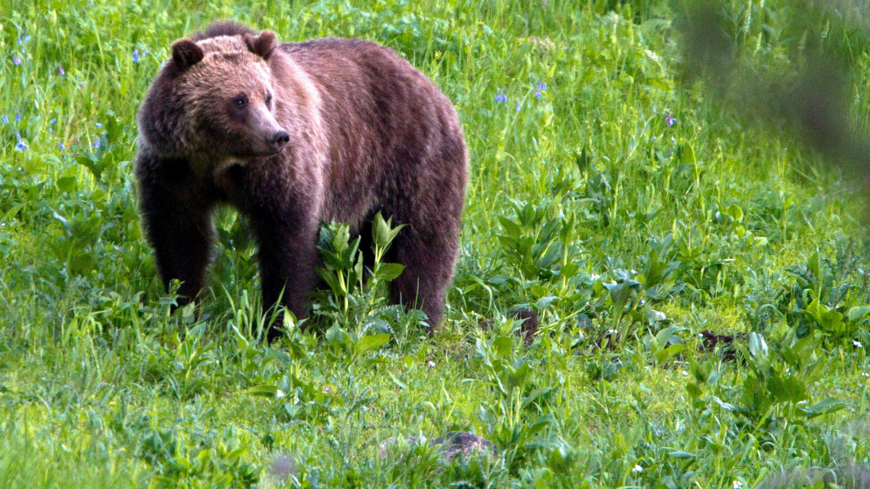 US may lift protections for Yellowstone, Glacier grizzlies