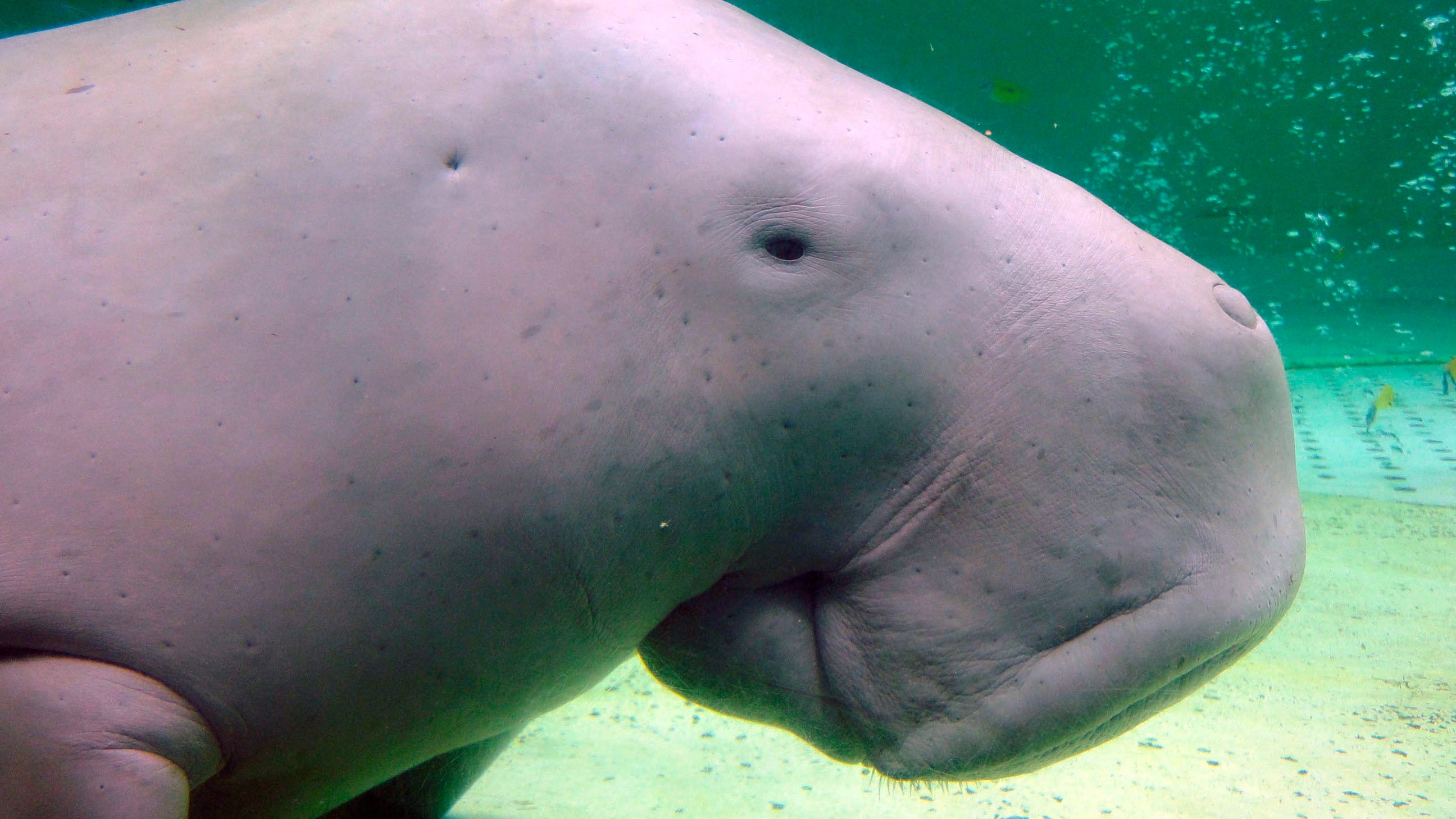 Manatee relative, 700 new species now facing extinction