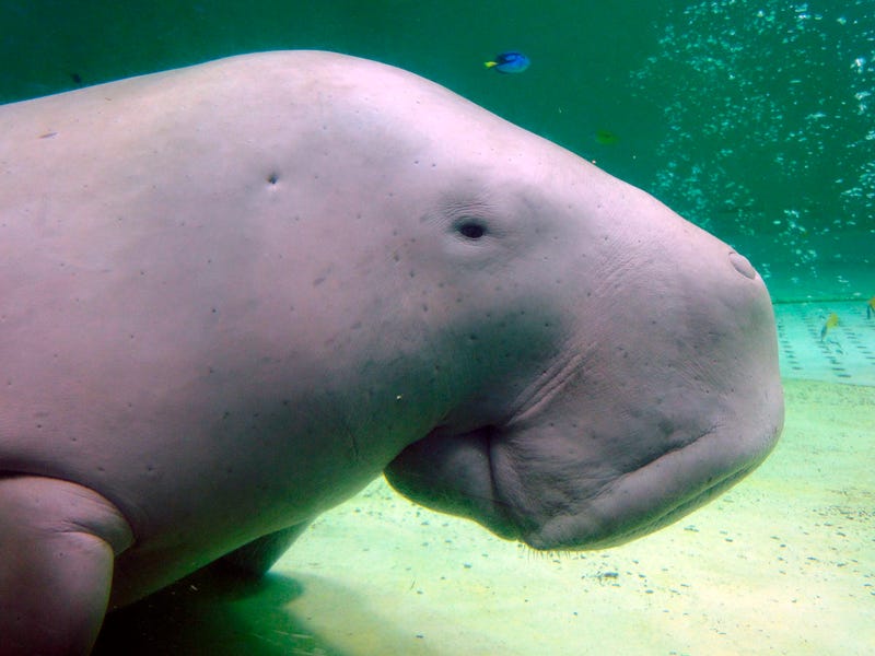 Climate Threatened Species List