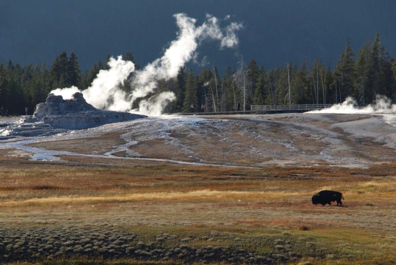 Yellowstone Bison Attack