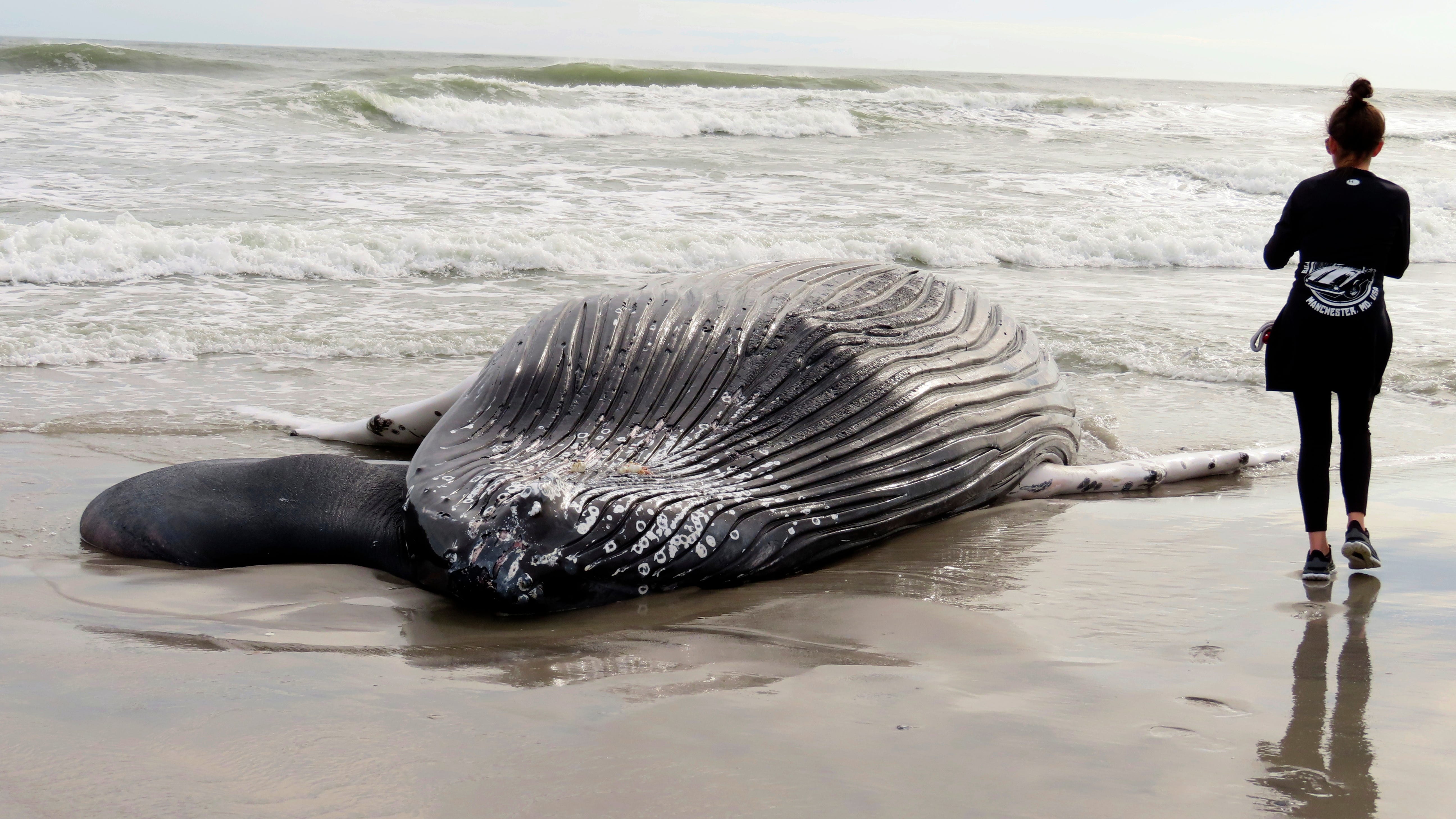 Officials: Whale found dead in NJ likely struck by vessel