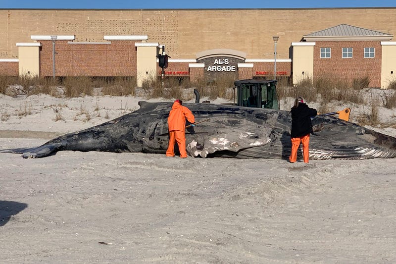 Dead Whales Offshore Wind