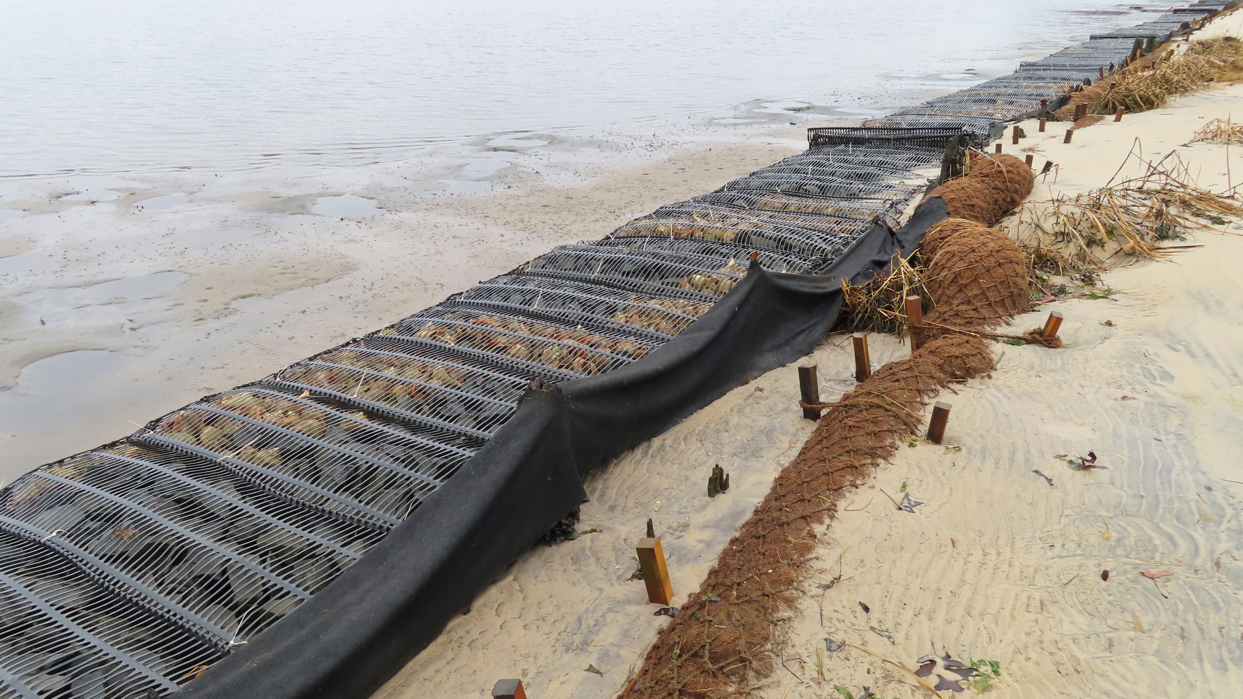 How coconuts protect the Jersey Shore, other eroding coasts