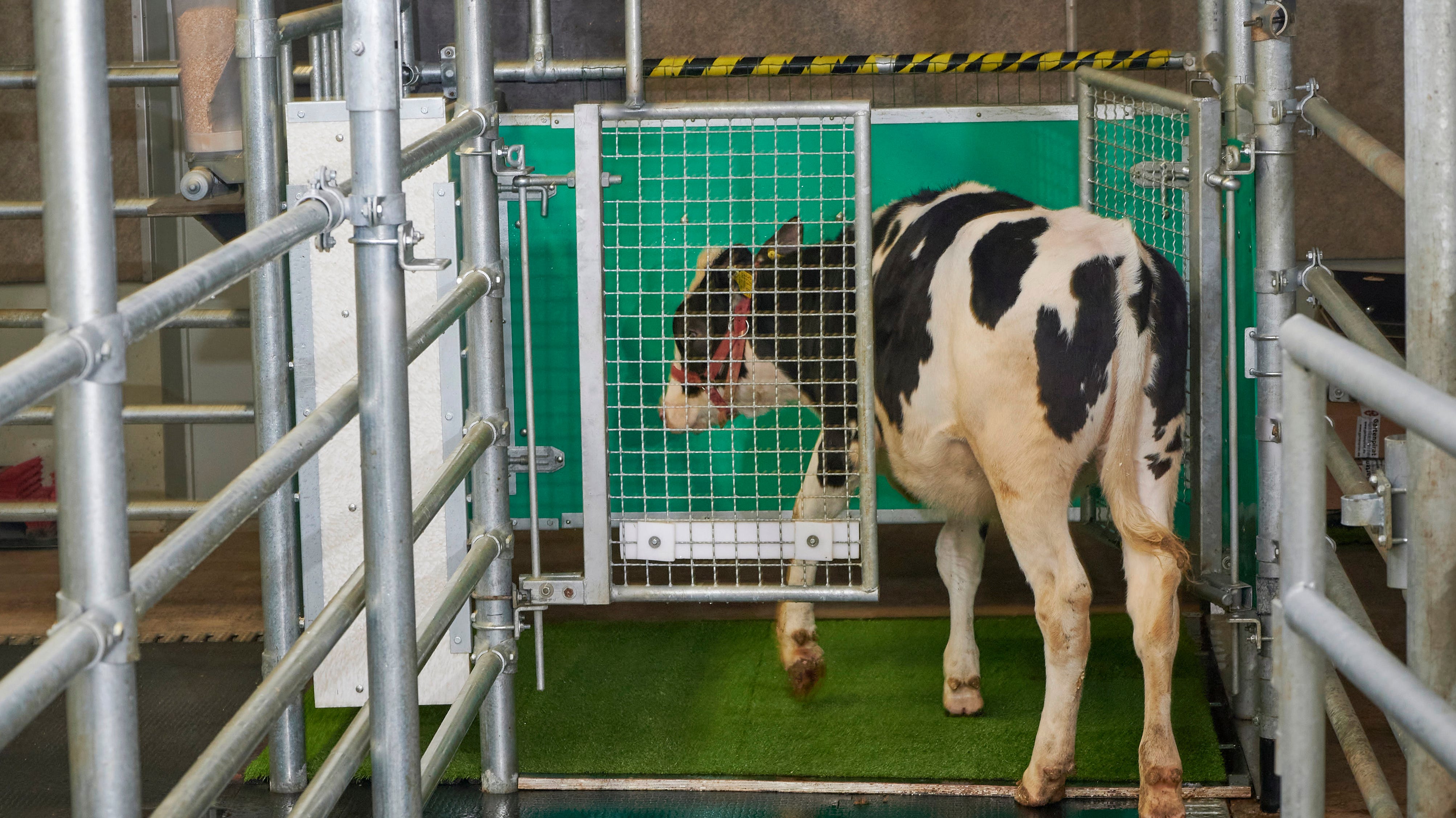 No bull: Scientists potty train cows to use 'MooLoo'
