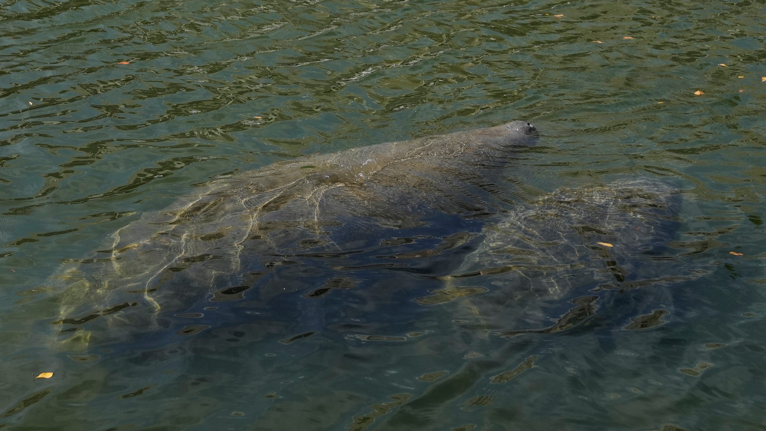 55 tons of lettuce fed to Florida's starving manatees 