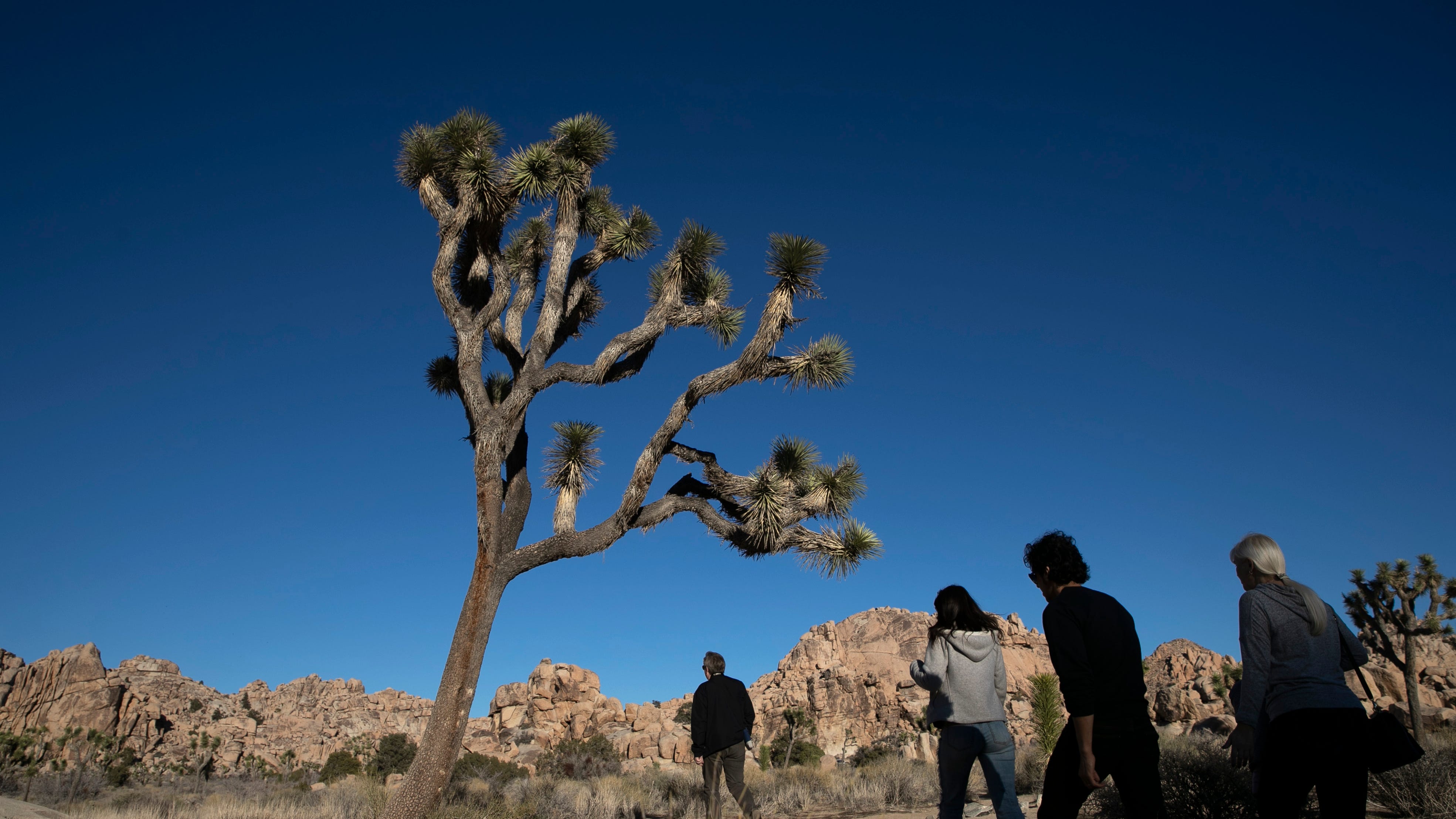 California won't immediately list Joshua tree as threatened