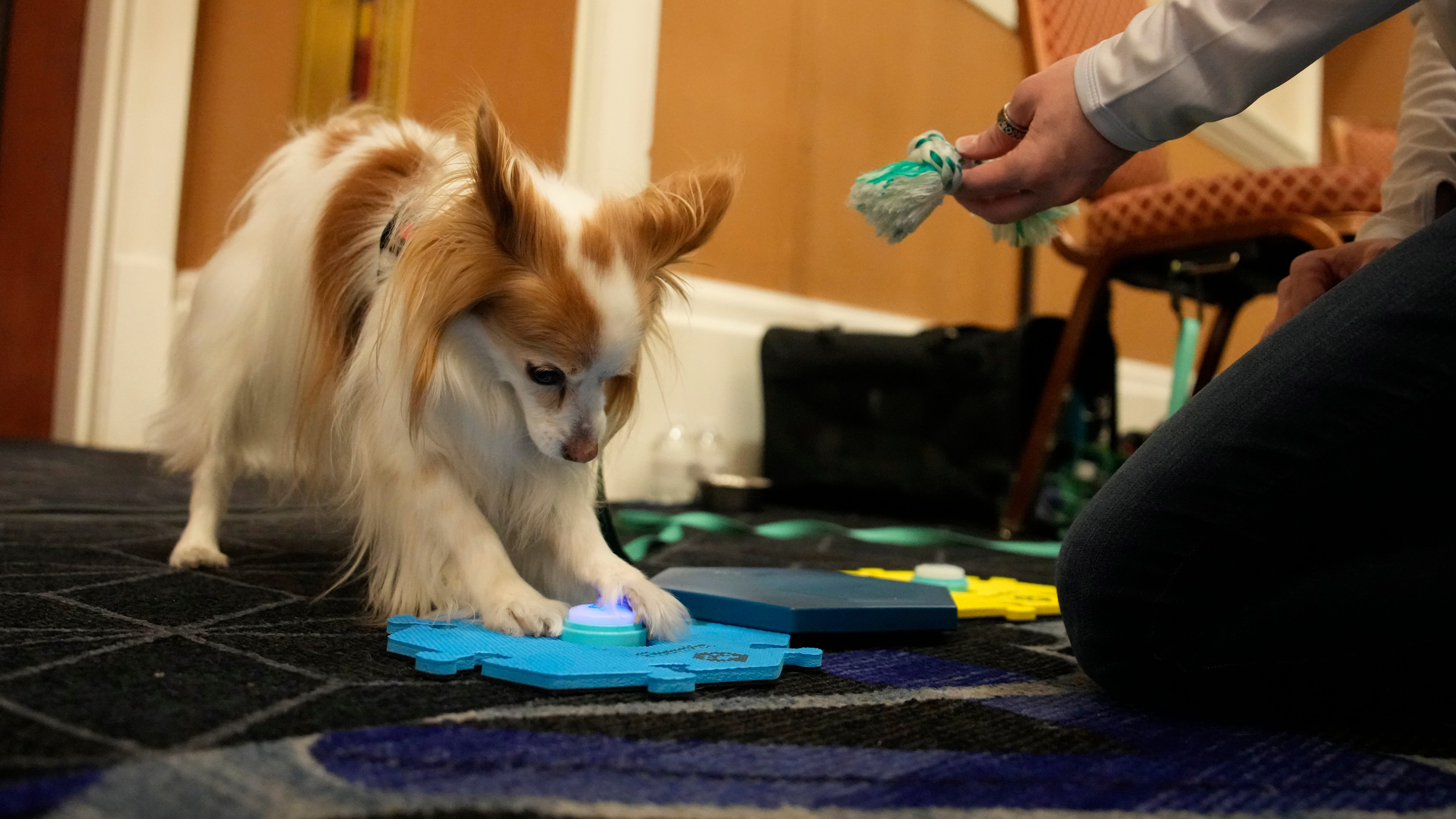 Best of CES 2023: Canine communication and a calming pillow