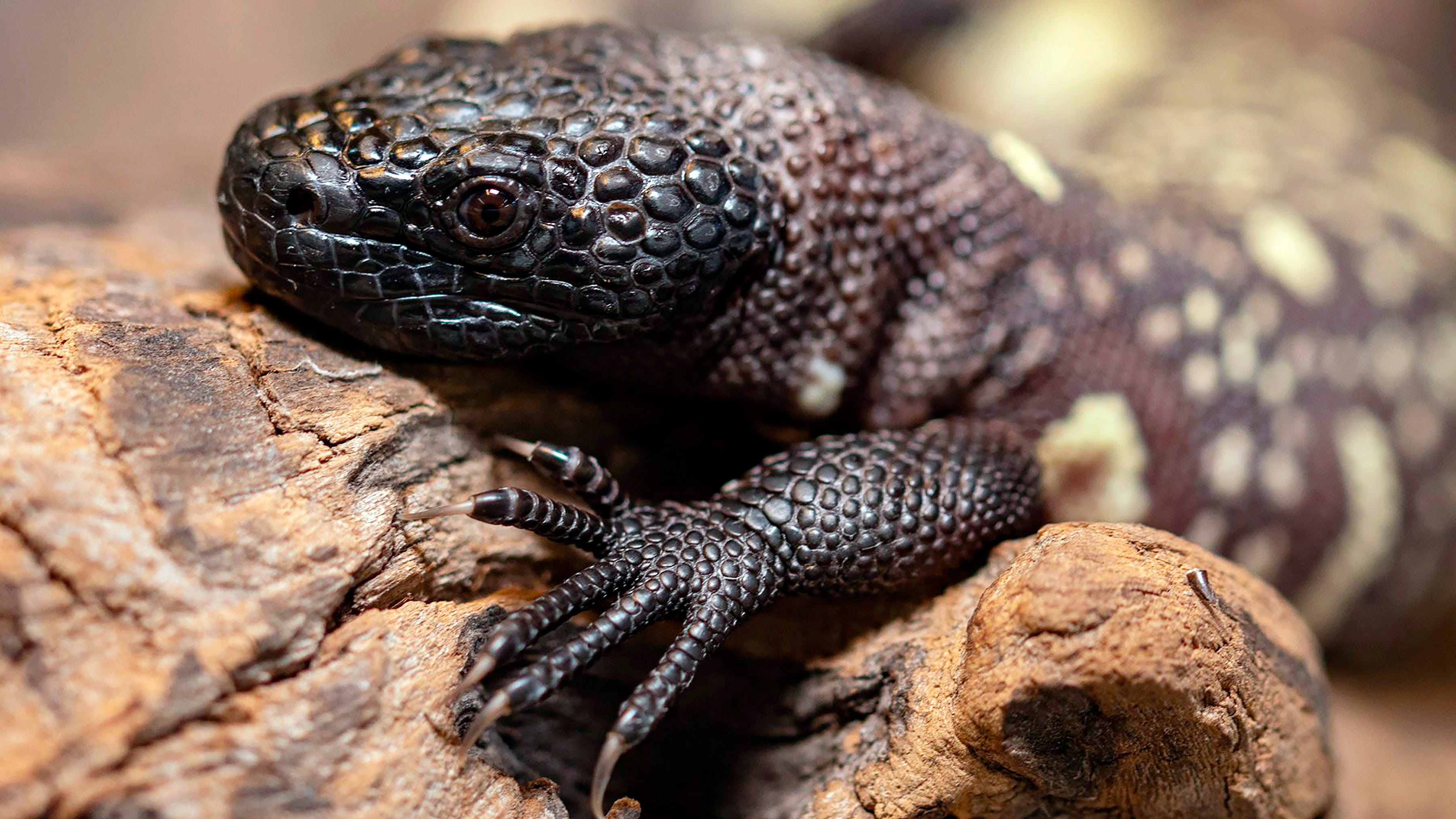 Endangered venomous Mexican lizards hatch at zoo in Poland 