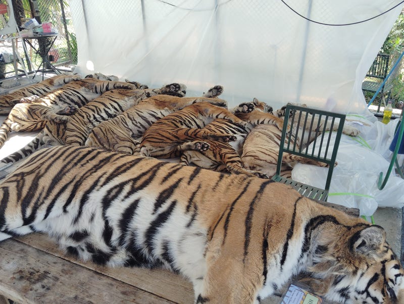 Thailand Tiger Deaths