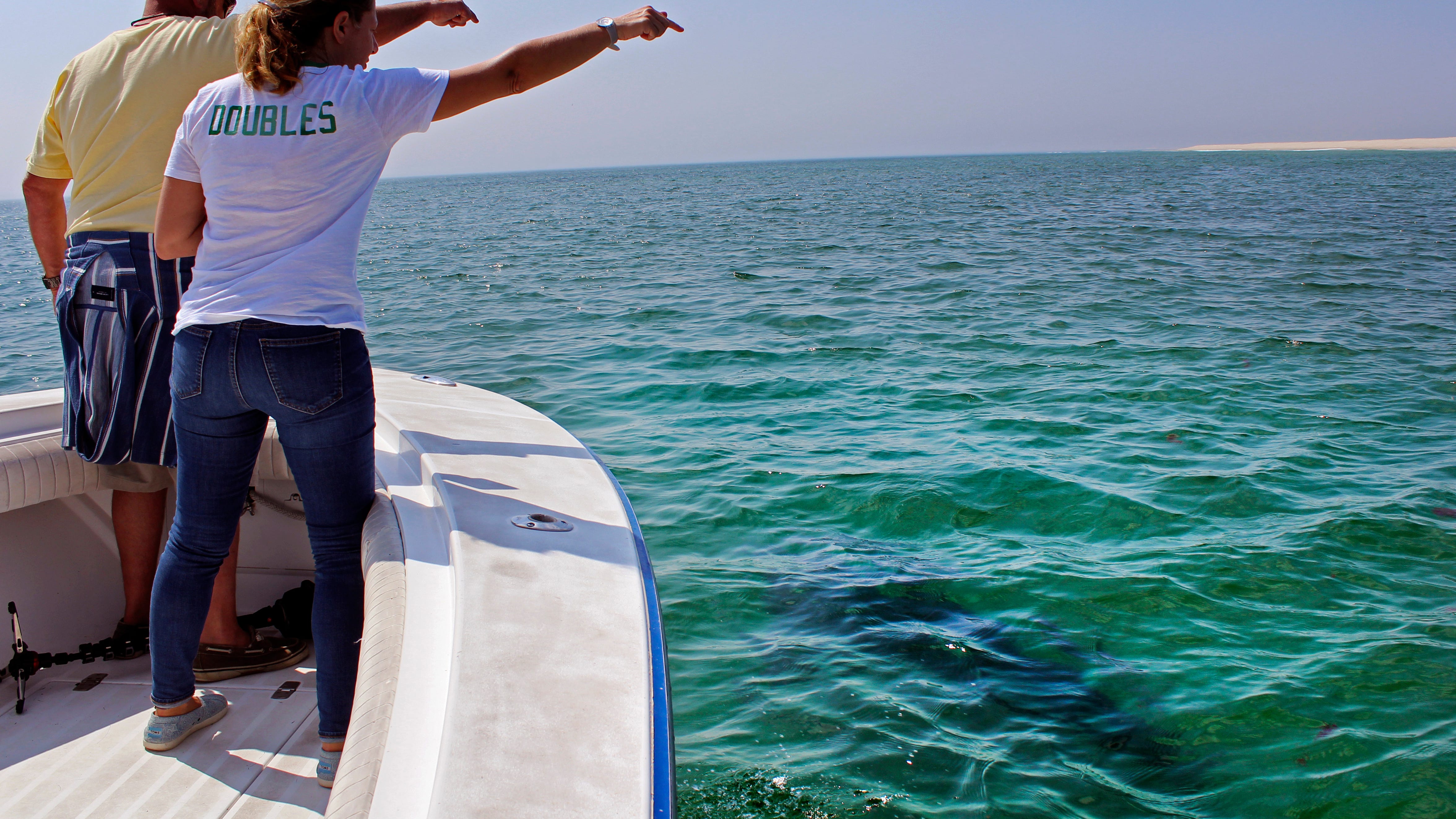 Shark tourism grows on Cape Cod, 3 years after attacks