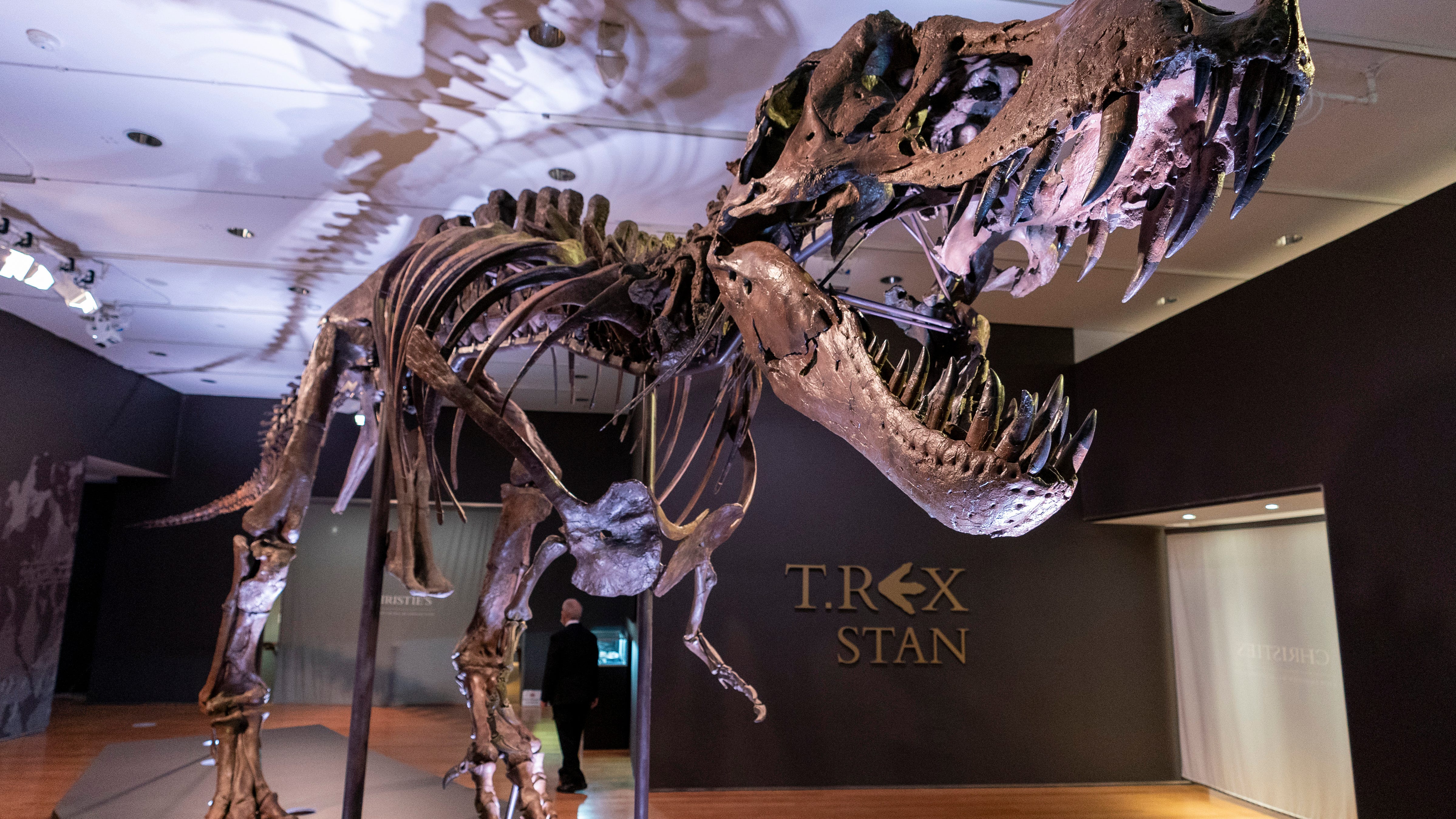 Has T. rex lost its bite? Menacing snarl may be wrong