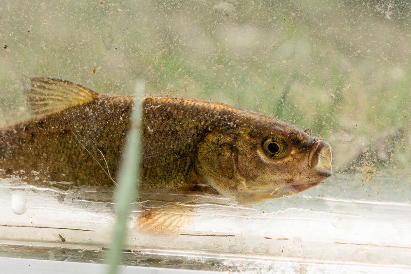 Proposed Endangered Fish Nevada