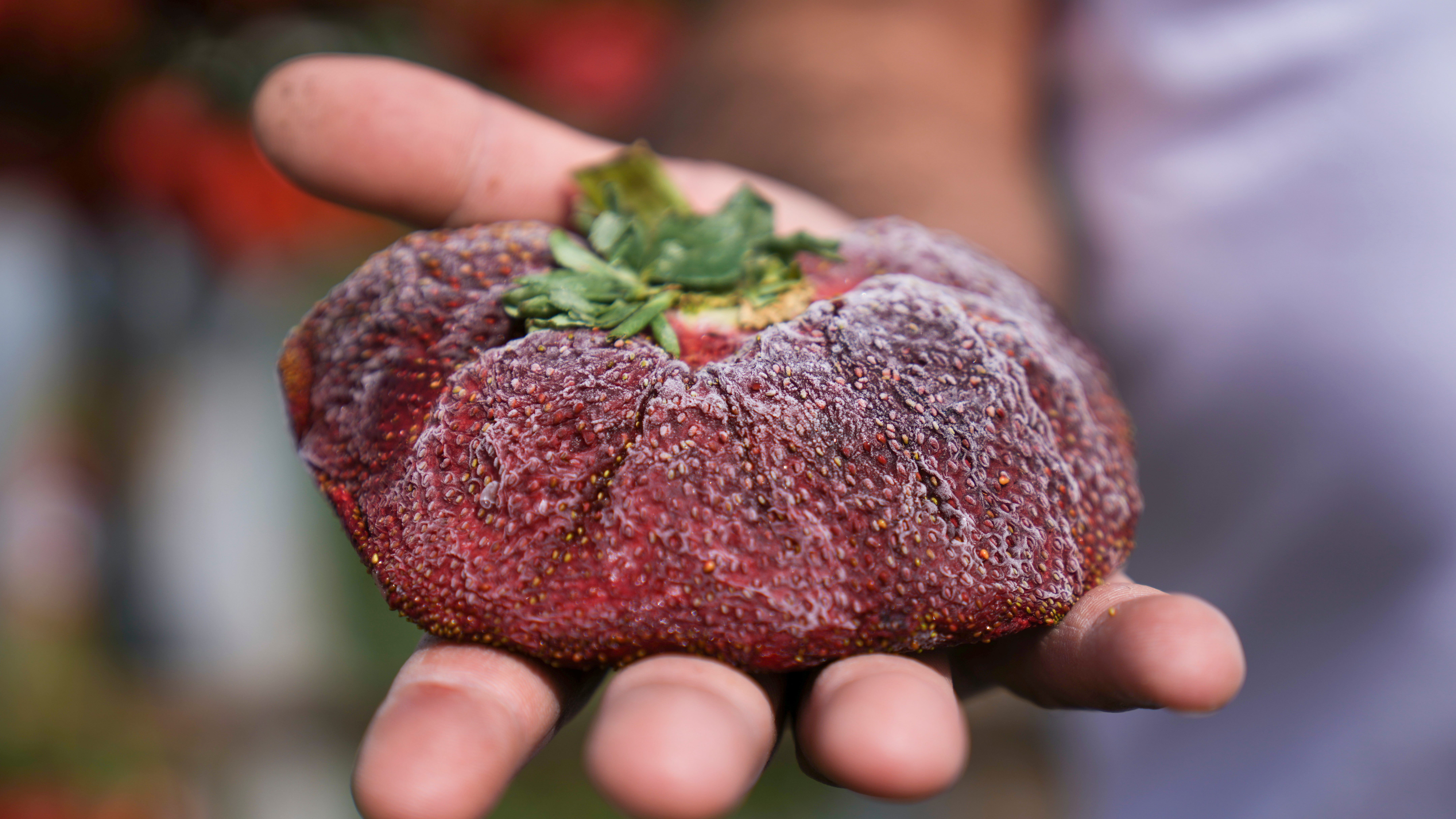Israeli strawberry clocks in as world's heaviest on record