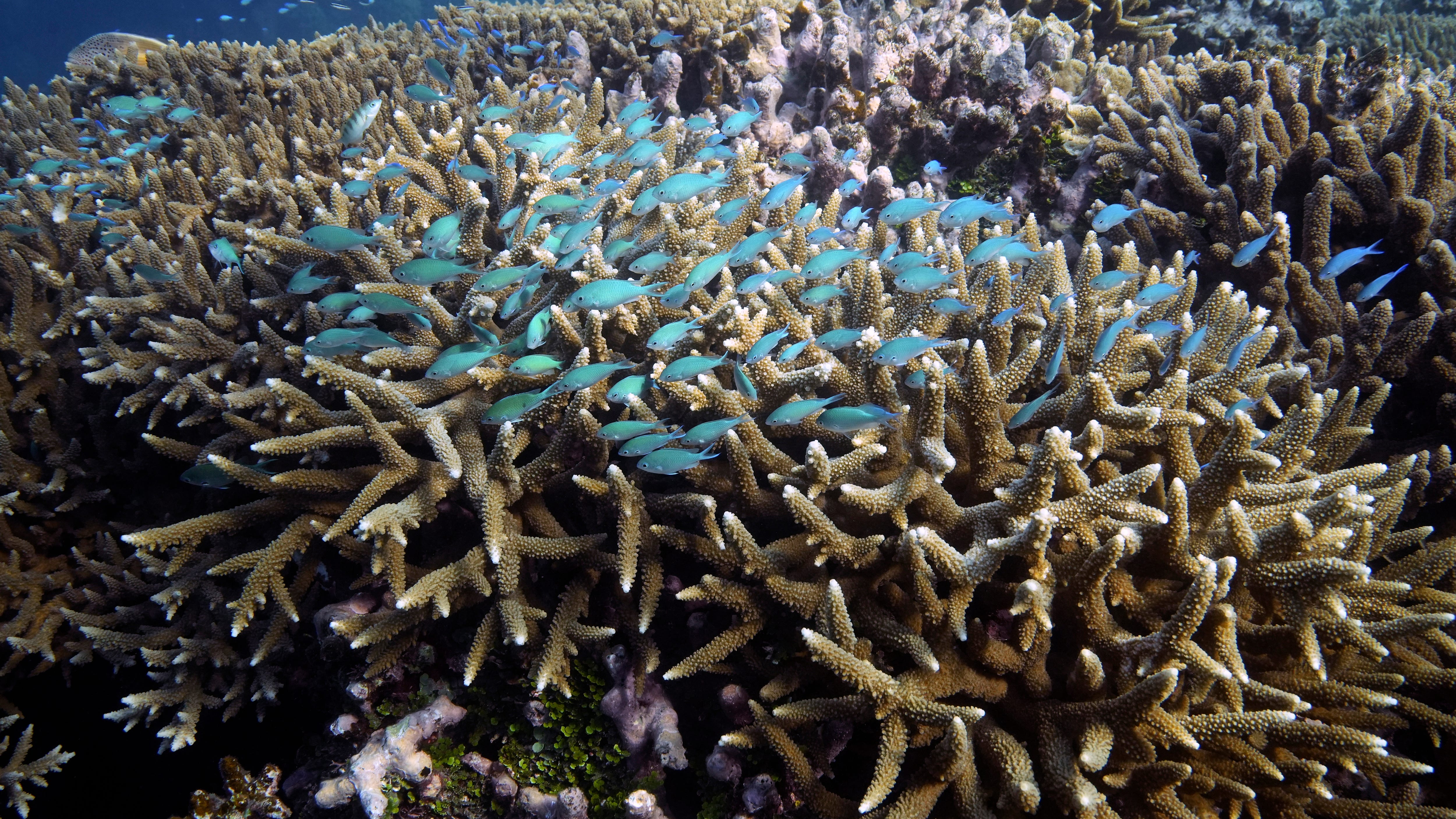 UN ocean treaty talks resume with goal to save biodiversity