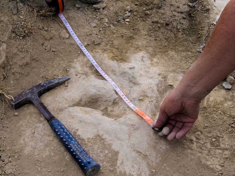 Fast Dinosaurs Footprints