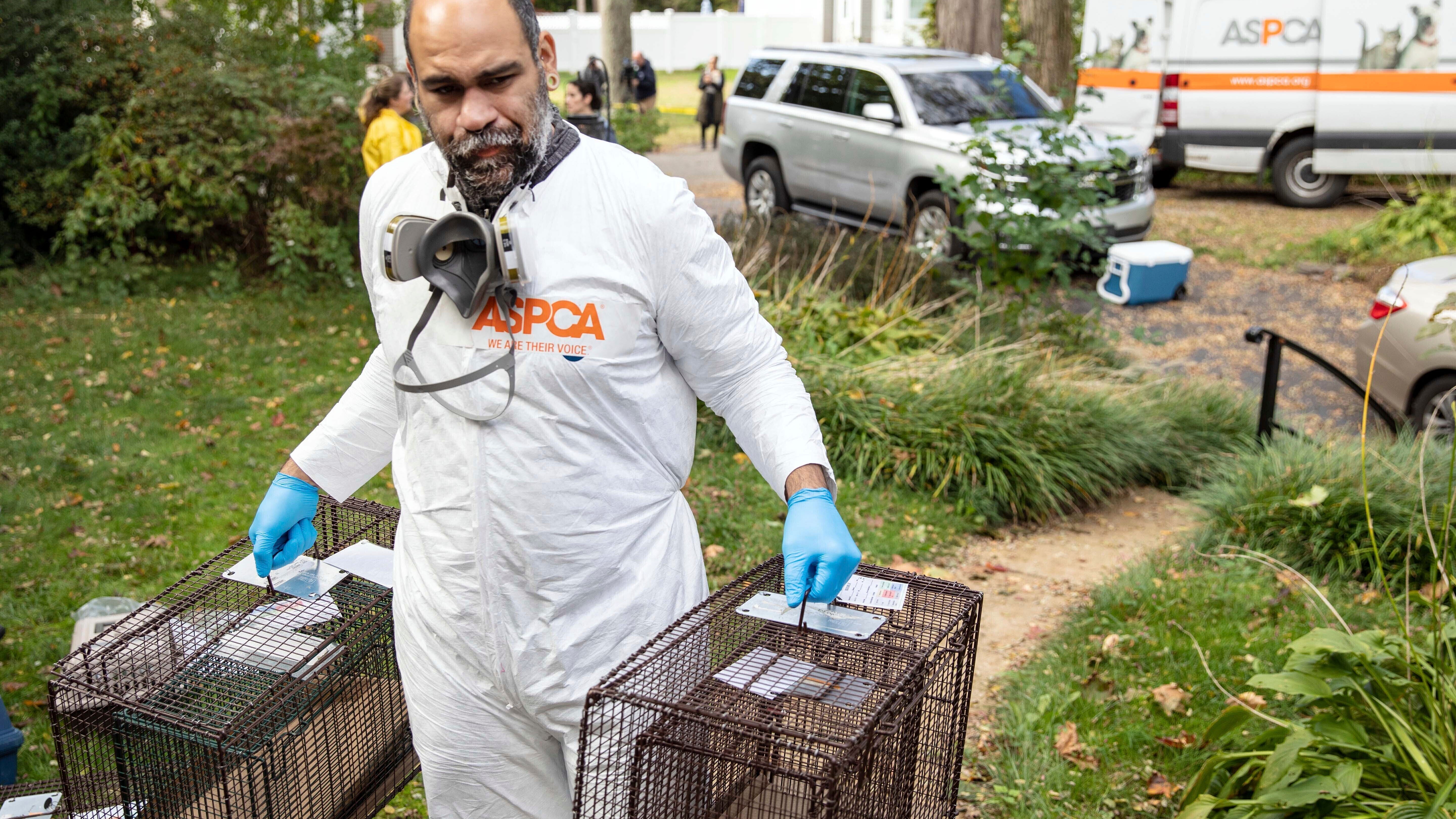 Rescatan a unos 300 animales hacinados en una casa de NY