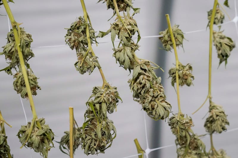 New York Marijuana