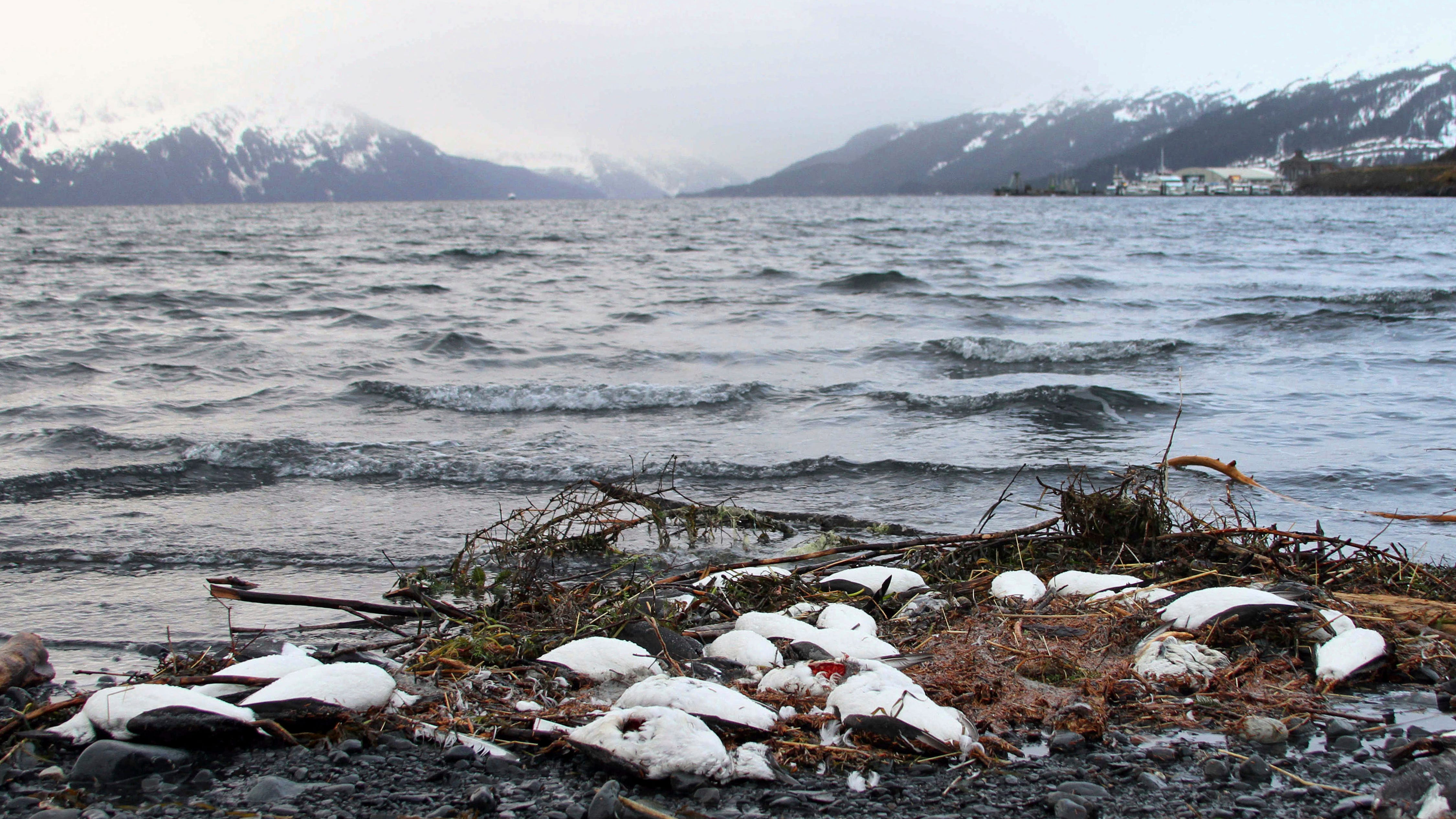 Starving seabirds on Alaska coast show climate change peril